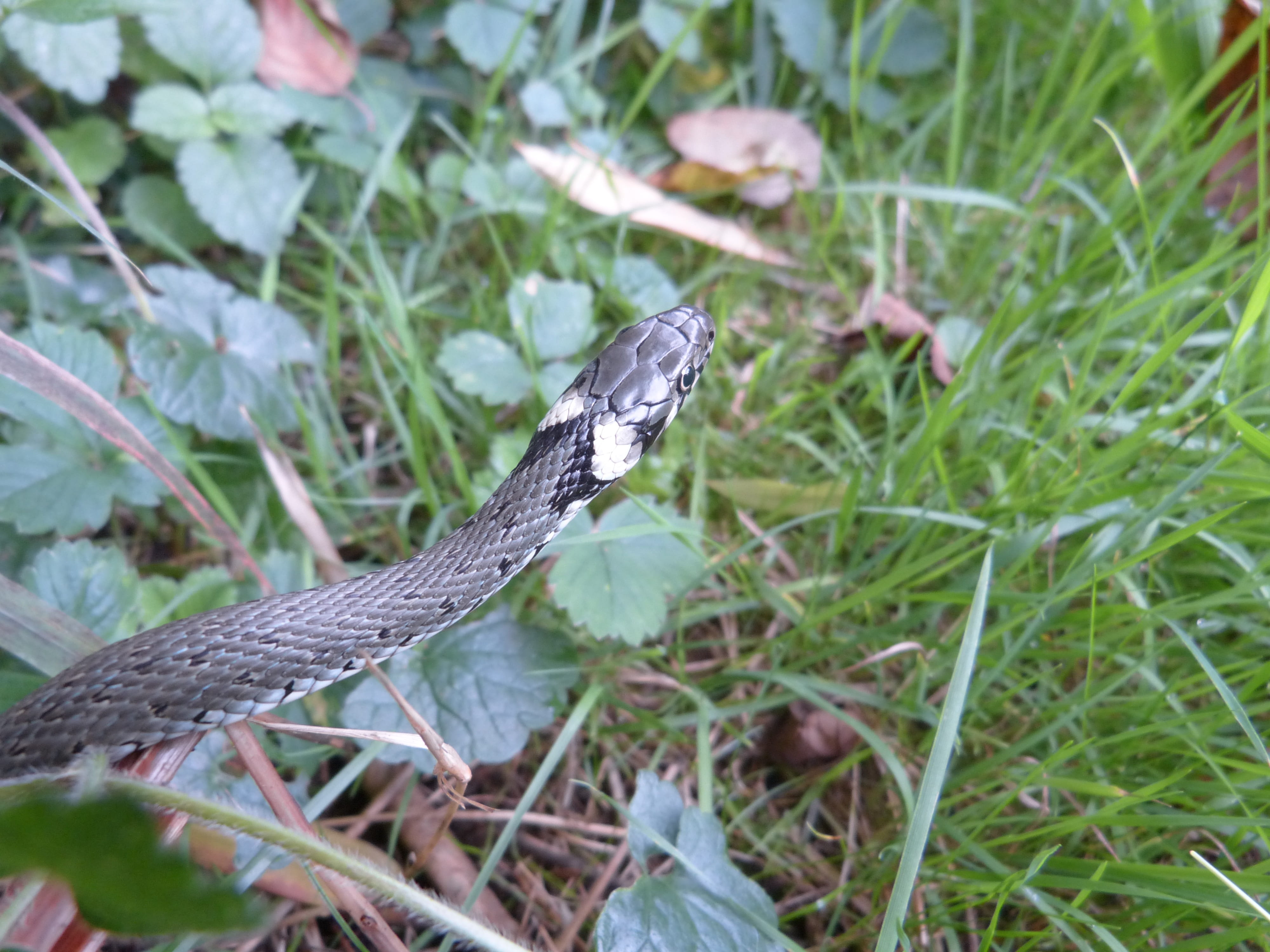 snake, young animal, green color, colubridae, one animal, nature, neck patch, poisonous, day, animal wildlife, natter, scale, non-hazardous, head game, HD Wallpaper