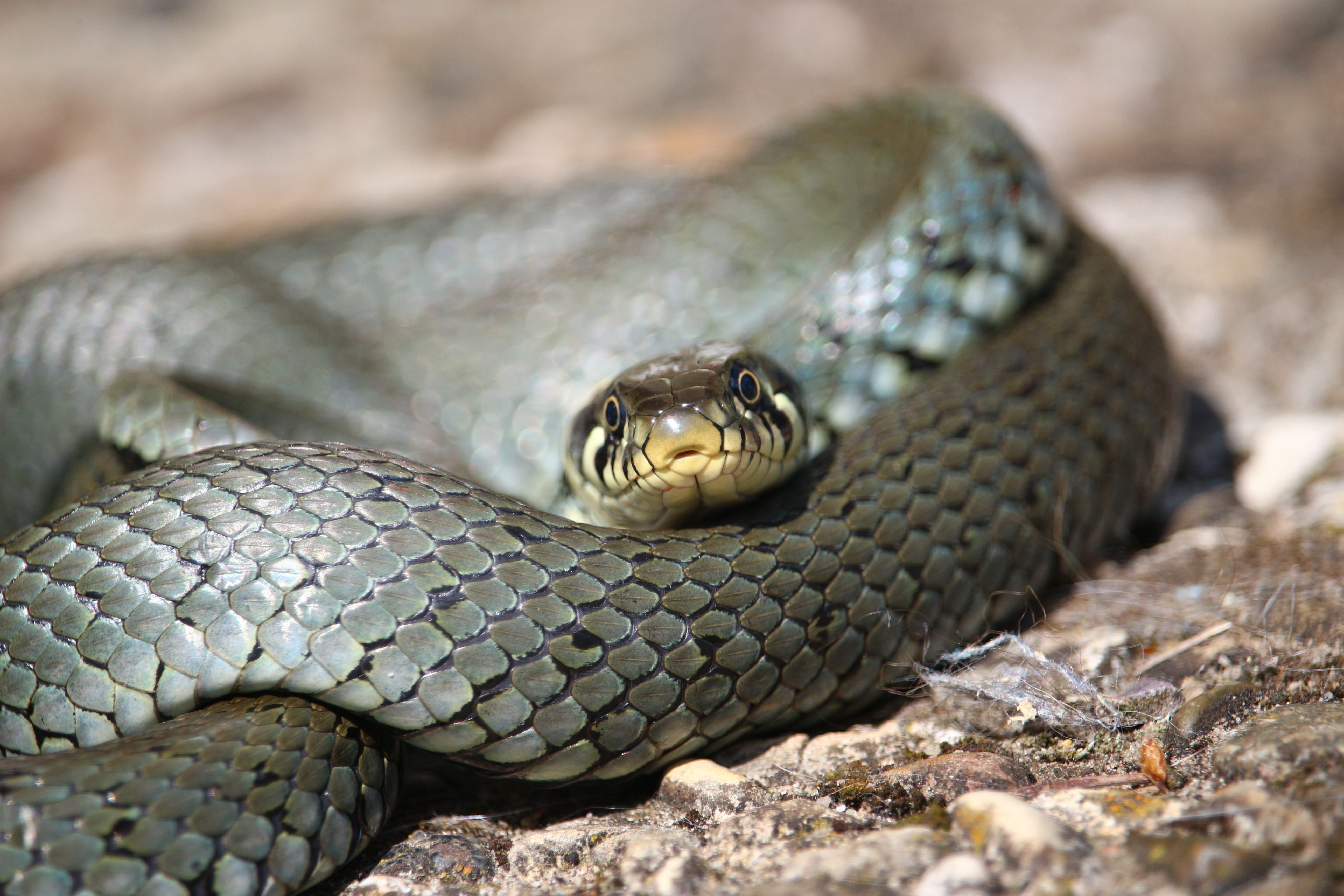 land, black, aggression, animal wildlife, Natter, animal, curled up, snake, photography, animal themes, sign, natrix natrix, no people, Grass Snake, nature, HD Wallpaper