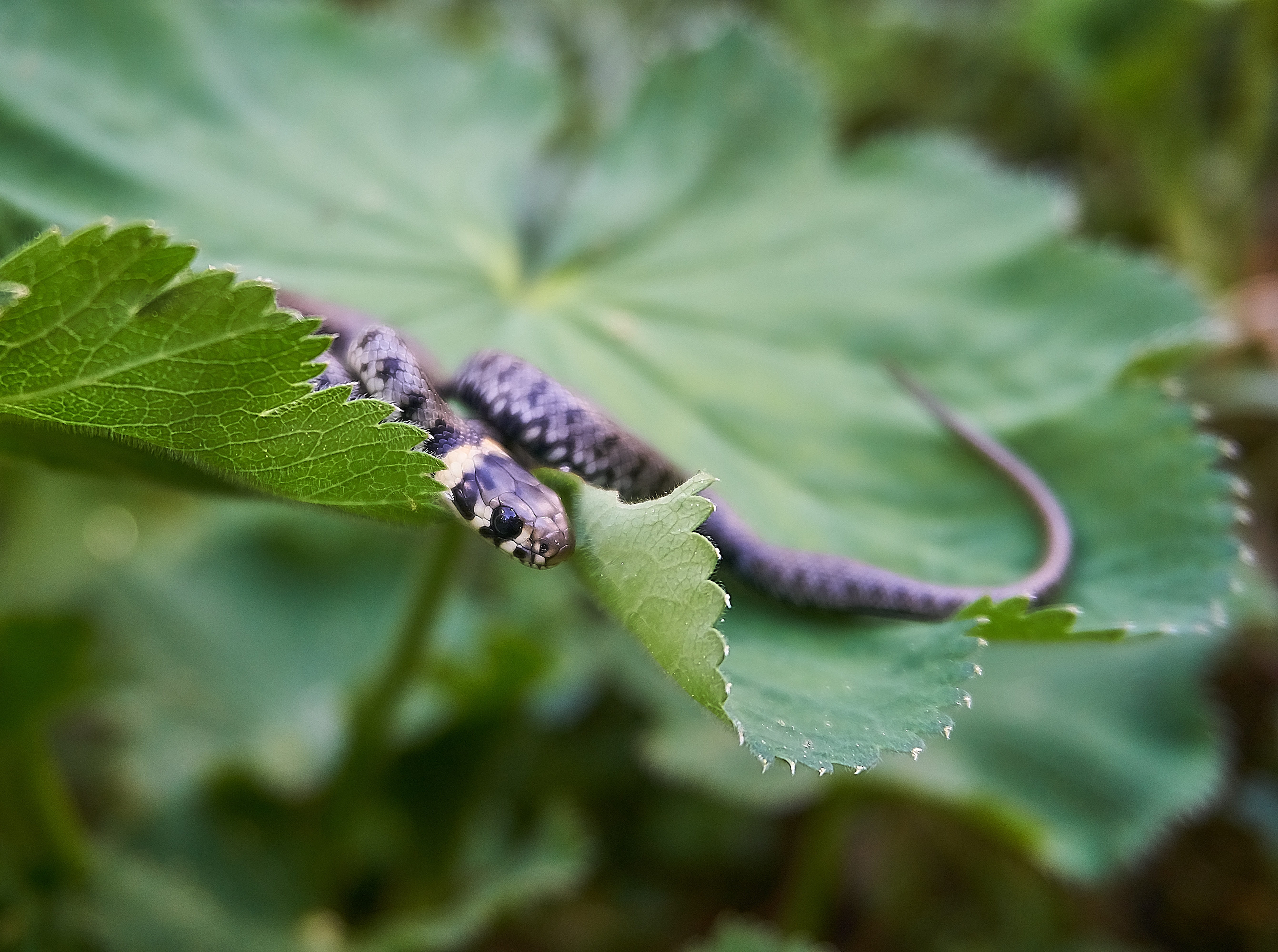 beauty in nature, natter, mind drawing, fear, growth, outdoors, no people, color, natrix natrix, leaves, garden, drawing, scale, species, tranquility, grass snake, HD Wallpaper