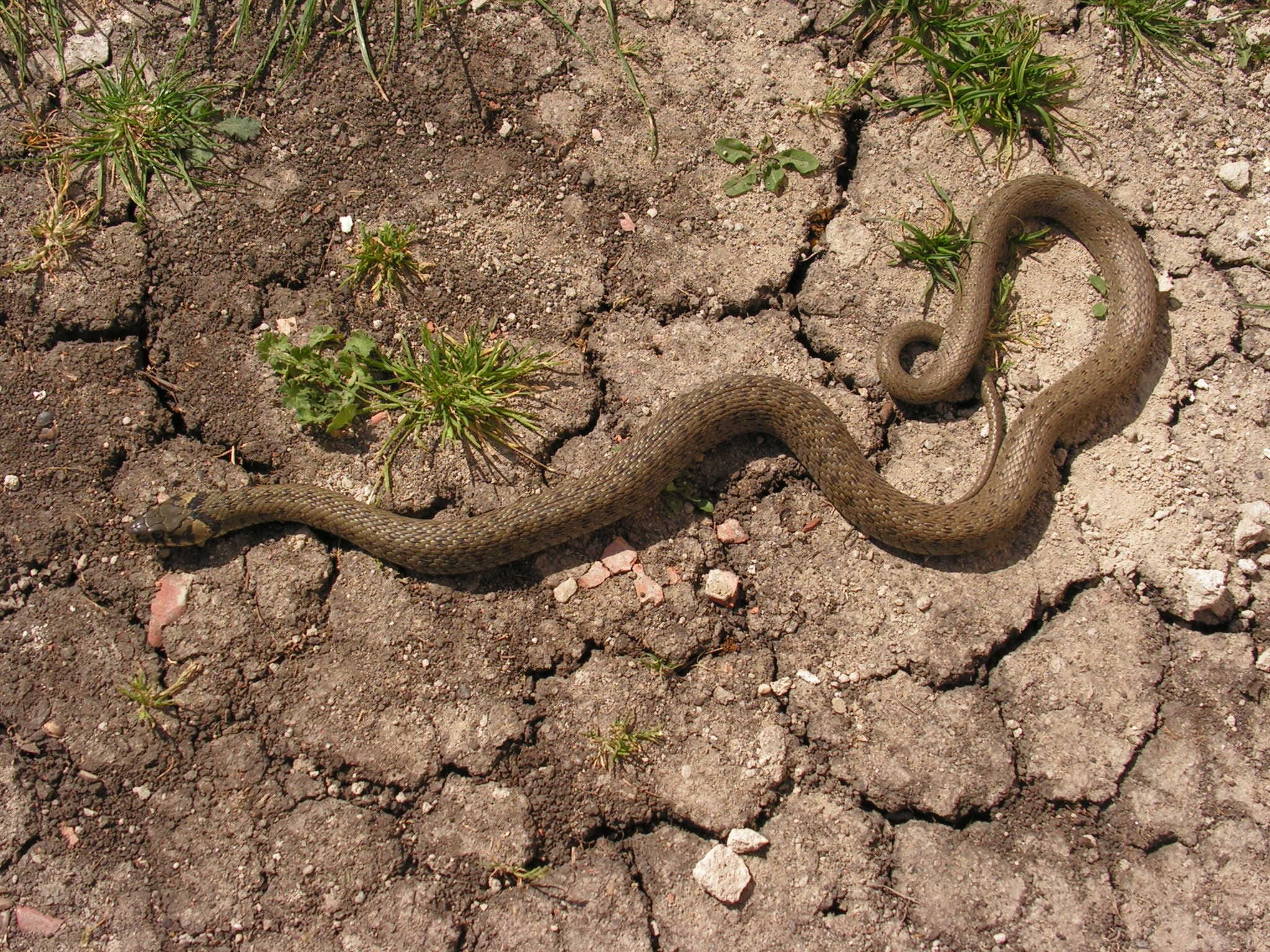 animals in the wild, no people, animal, tree, Natrix, animal body part, arid climate, vertebrate, plant, Snake, animal themes, 1080P, nature, one animal, HD Wallpaper