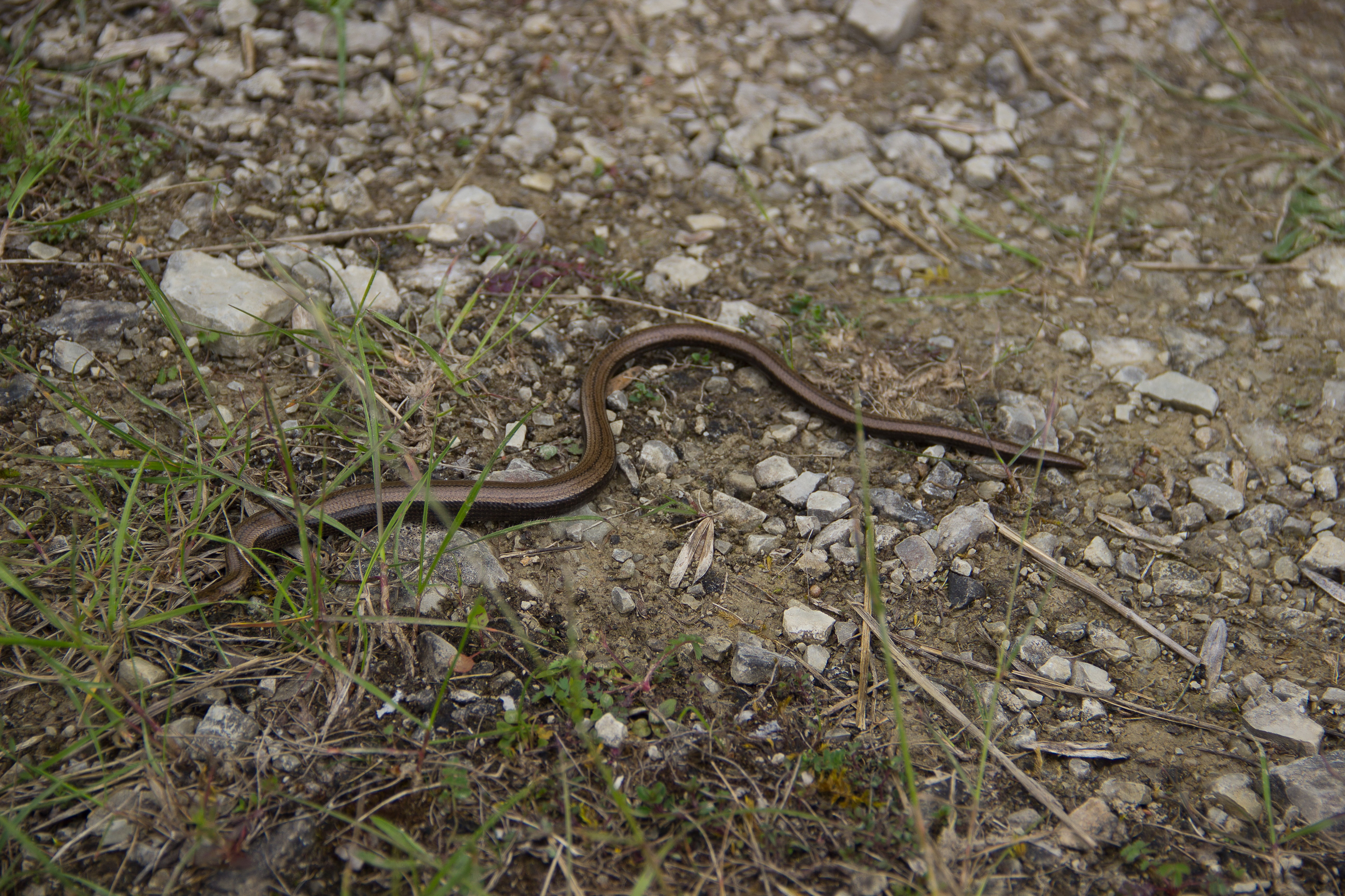 animal wildlife, dry, nature, vertebrate, plant, lizard, animals in the wild, crawl, high angle view, land, one animal, snake, no people, close-up, outdoors, HD Wallpaper