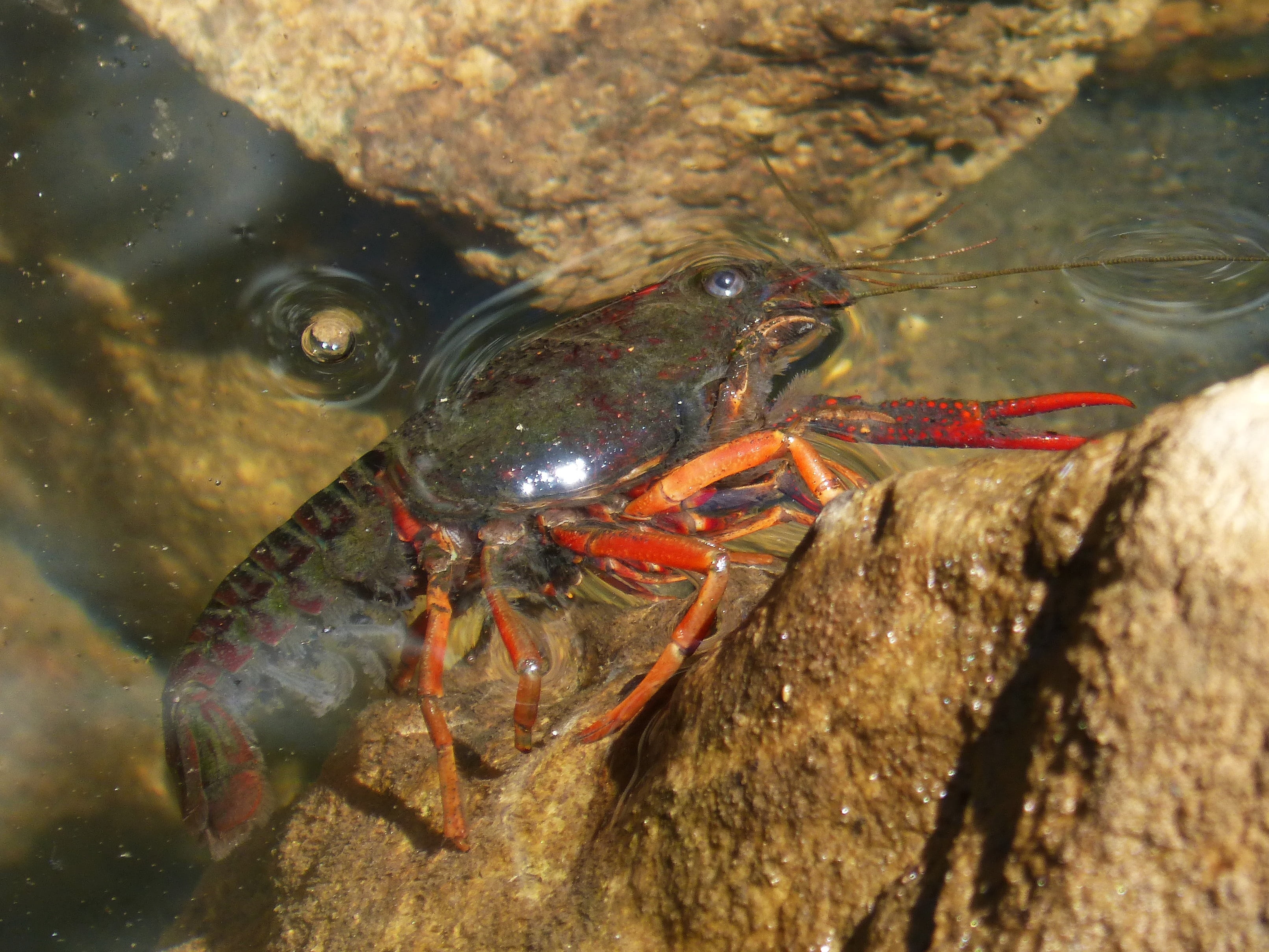 sea life, 2K, tweezers, marine, crayfish, water, sea, animal wildlife, nature, crustacean, american crab, outdoors, invasive species, vertebrate, one animal, HD Wallpaper
