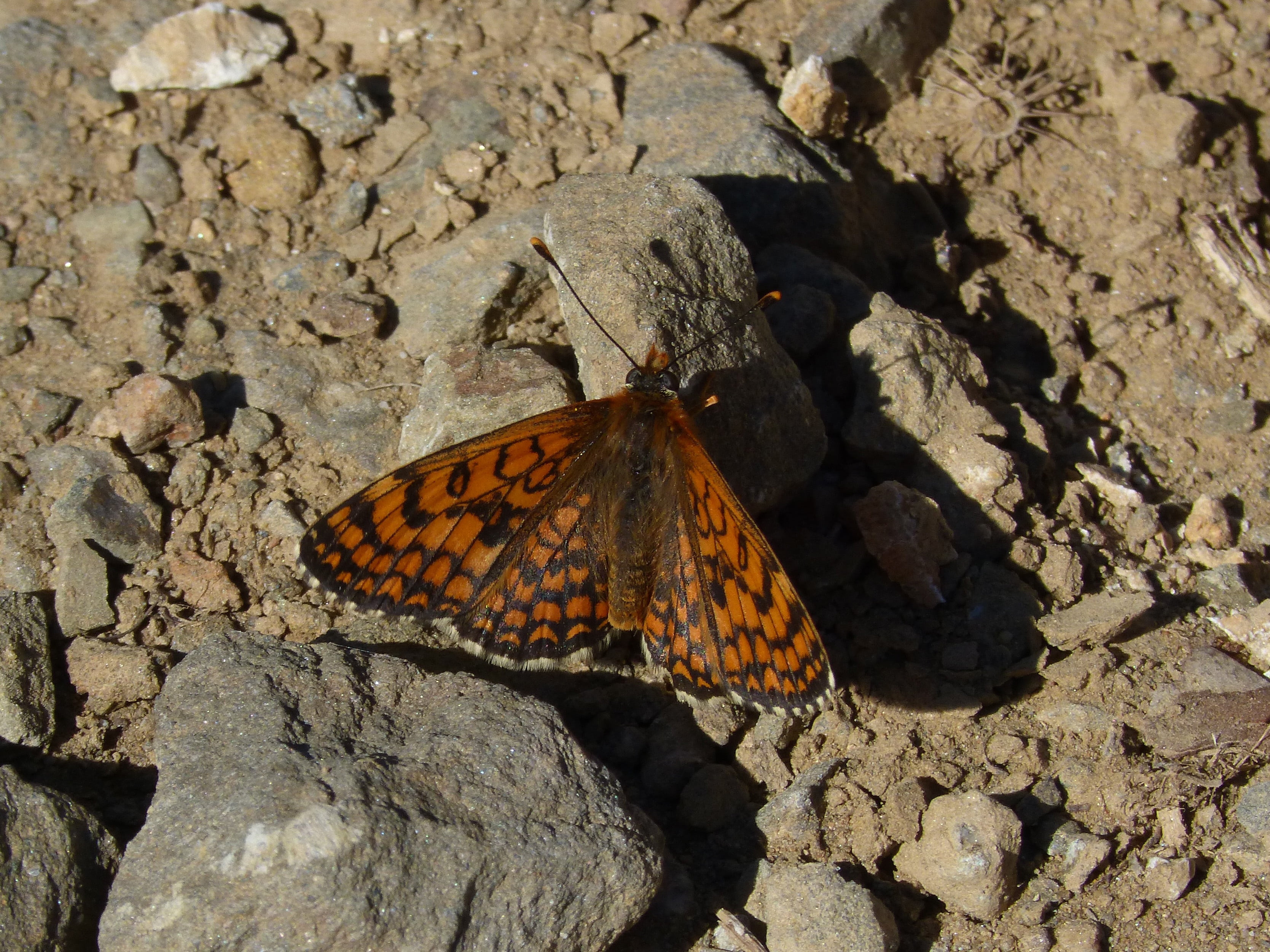 outdoors, no people, orange butterfly, sunlight, damero knapweed, montsant, invertebrate, butterfly, nature, rock, land, animal Wing, priorat, beauty in nature, HD Wallpaper