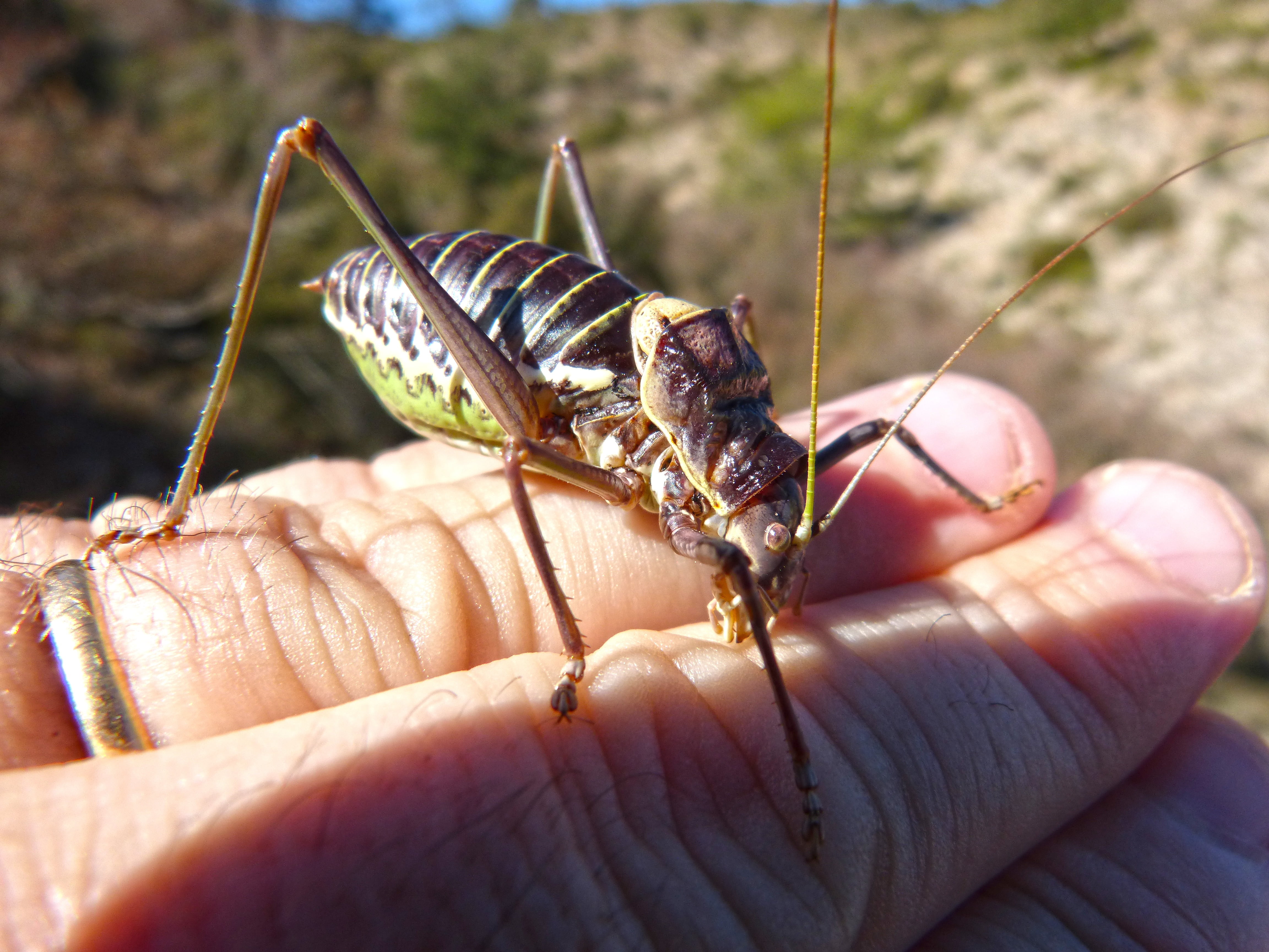 animal wildlife, real people, holding, hand, day, macro, close-up, somereta montsant, outdoors, finger, human finger, lluciapomaresius panteli, body part, HD Wallpaper