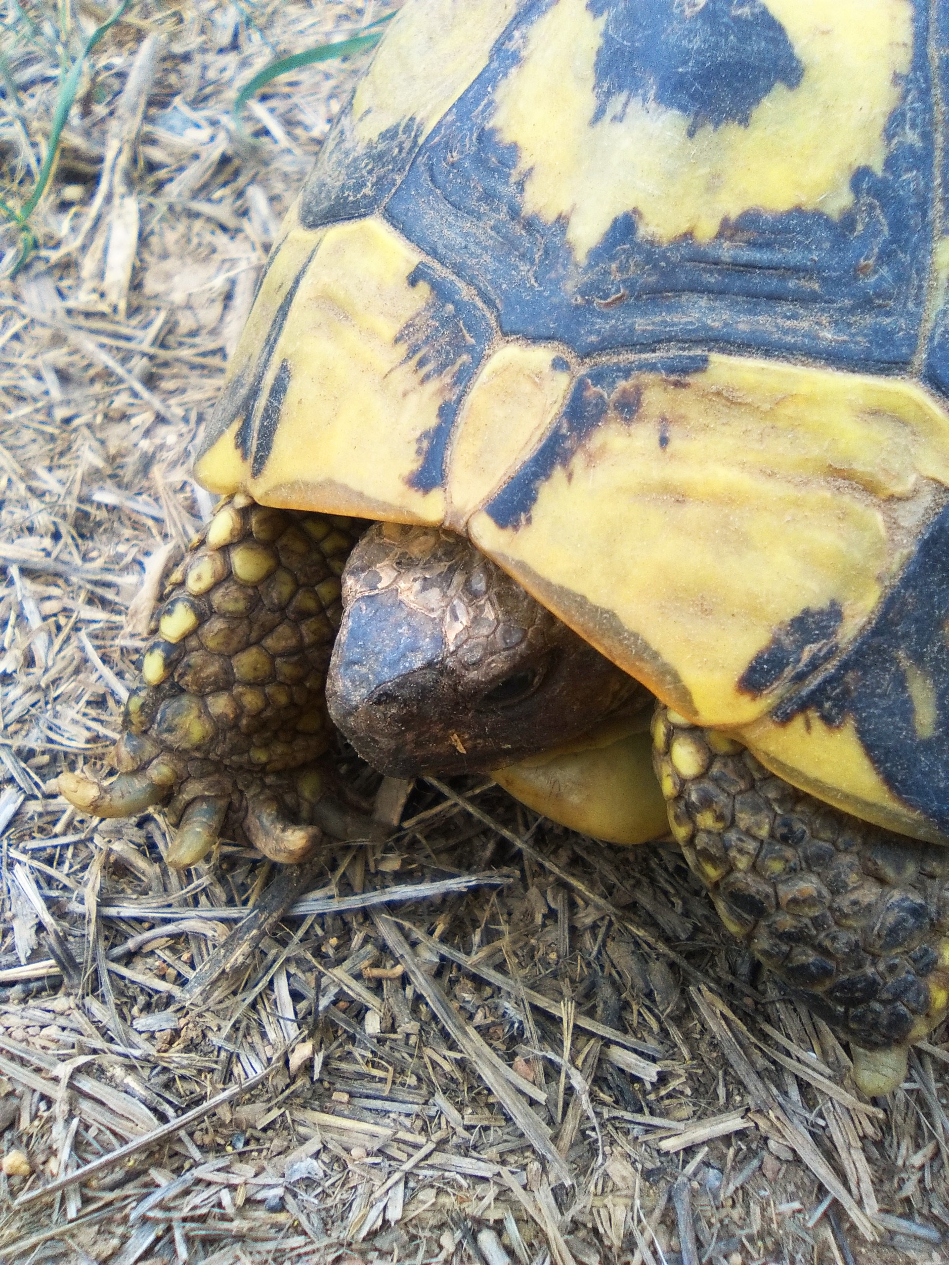 one animal, animals in the wild, land, animal wildlife, montsant, priorat, outdoors, no people, reptile, plant, high angle view, turtle, shell, invertebrate, Phone HD Wallpaper