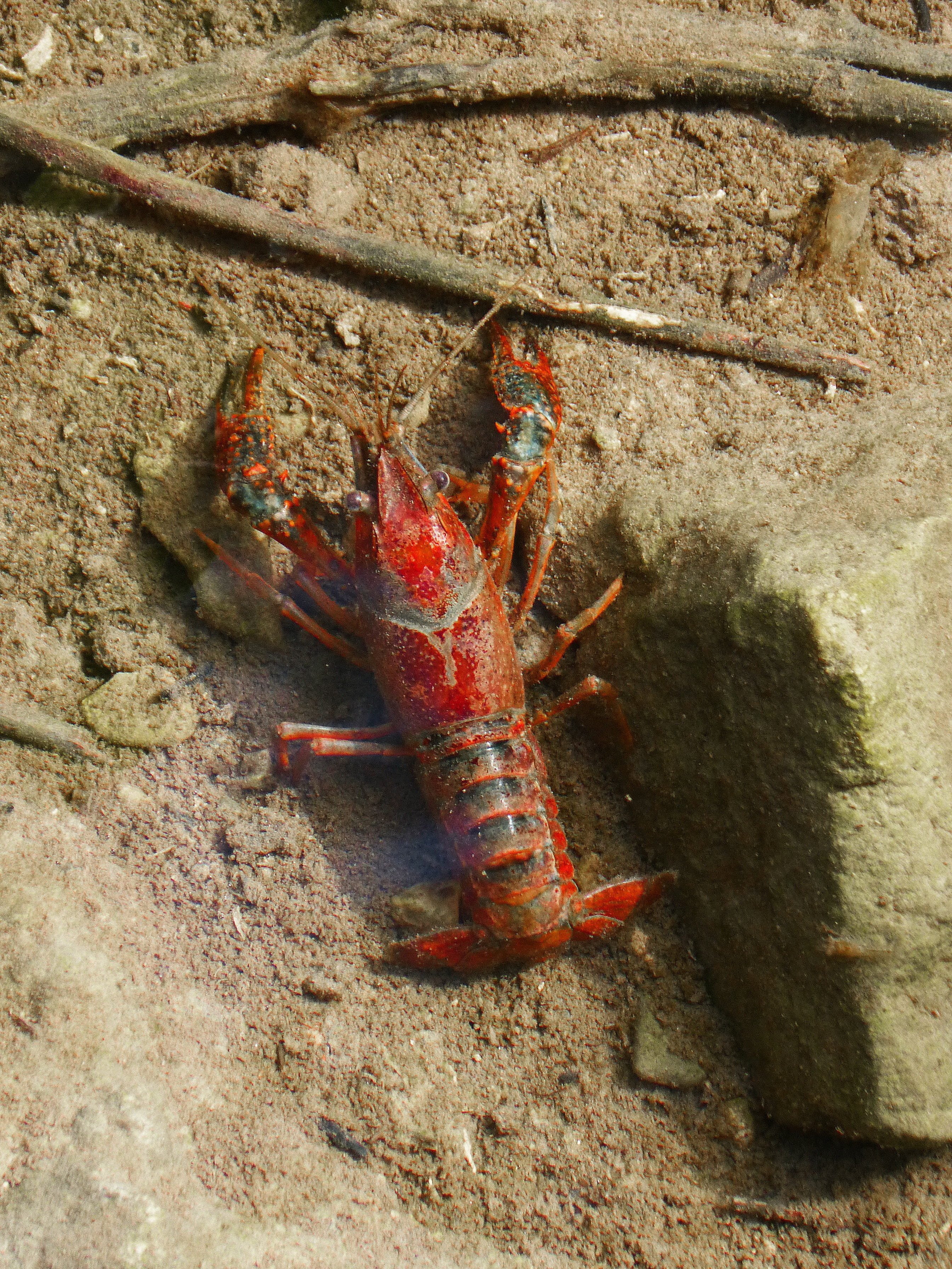 arthropod, animal themes, crayfish, zoology, high angle view, priorat, montsant, animal wildlife, red, nature, crustacean, sea life, one animal, rock, american crab, Phone HD Wallpaper