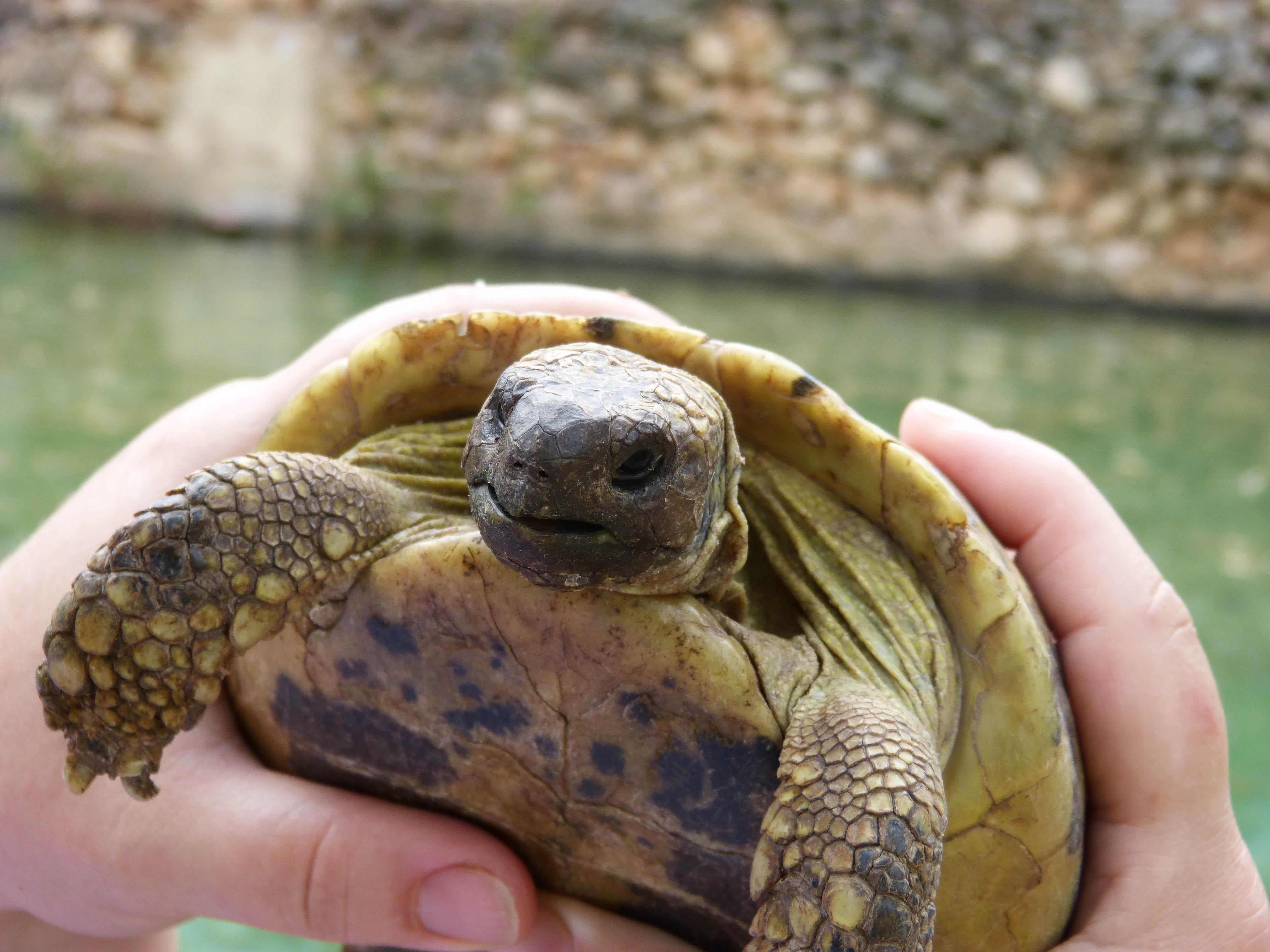 human hand, human finger, reptile, natural park, body part, one person, close-up, detail, outdoors, mediterranean, turtle, animals in the wild, hand, marine, HD Wallpaper