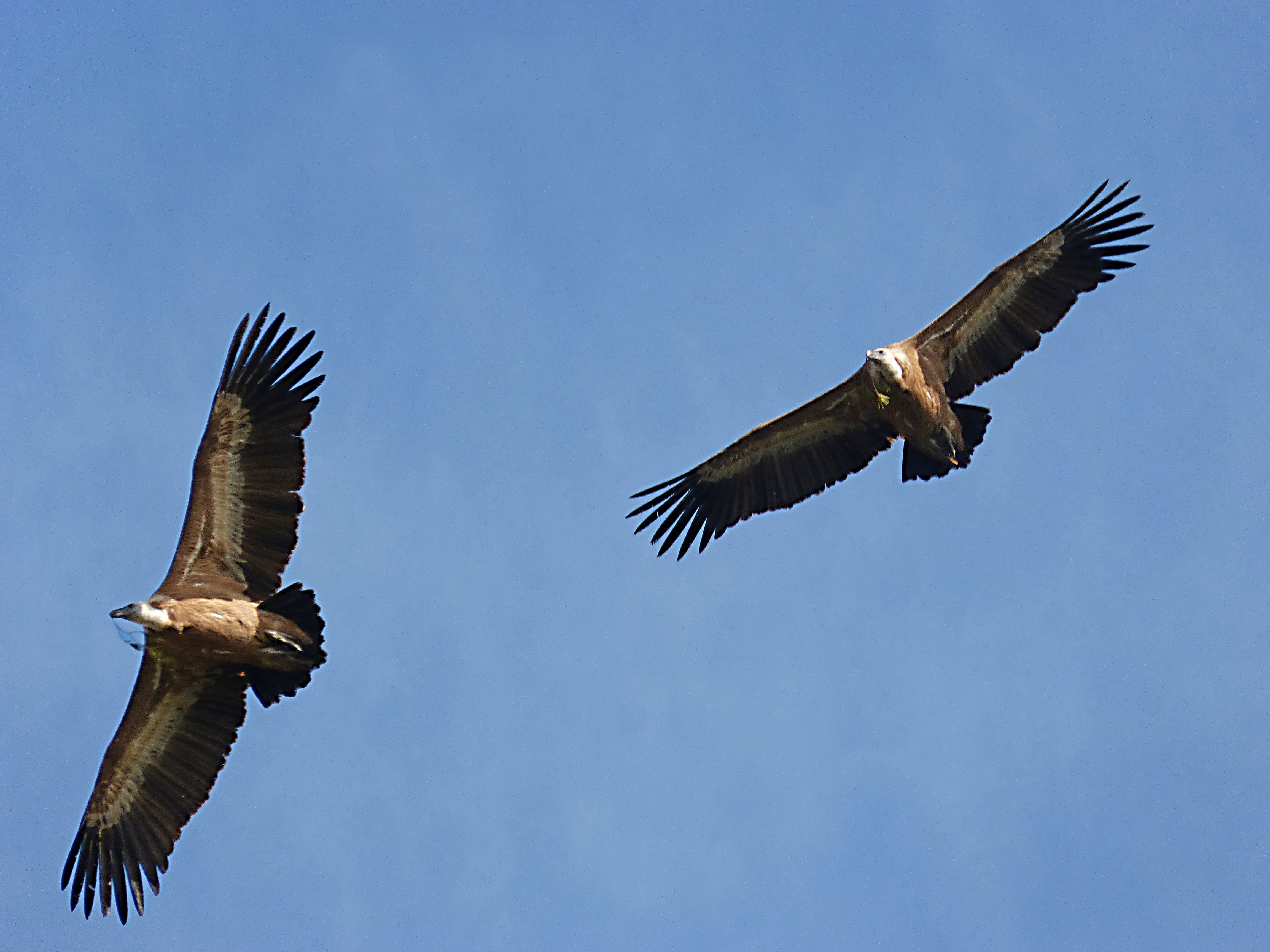 no people, animal themes, clear sky, bird, animal, Vultures, spread wings, blue, make the nest, animal wildlife, vertebrate, eagle, animals in the wild, HD Wallpaper