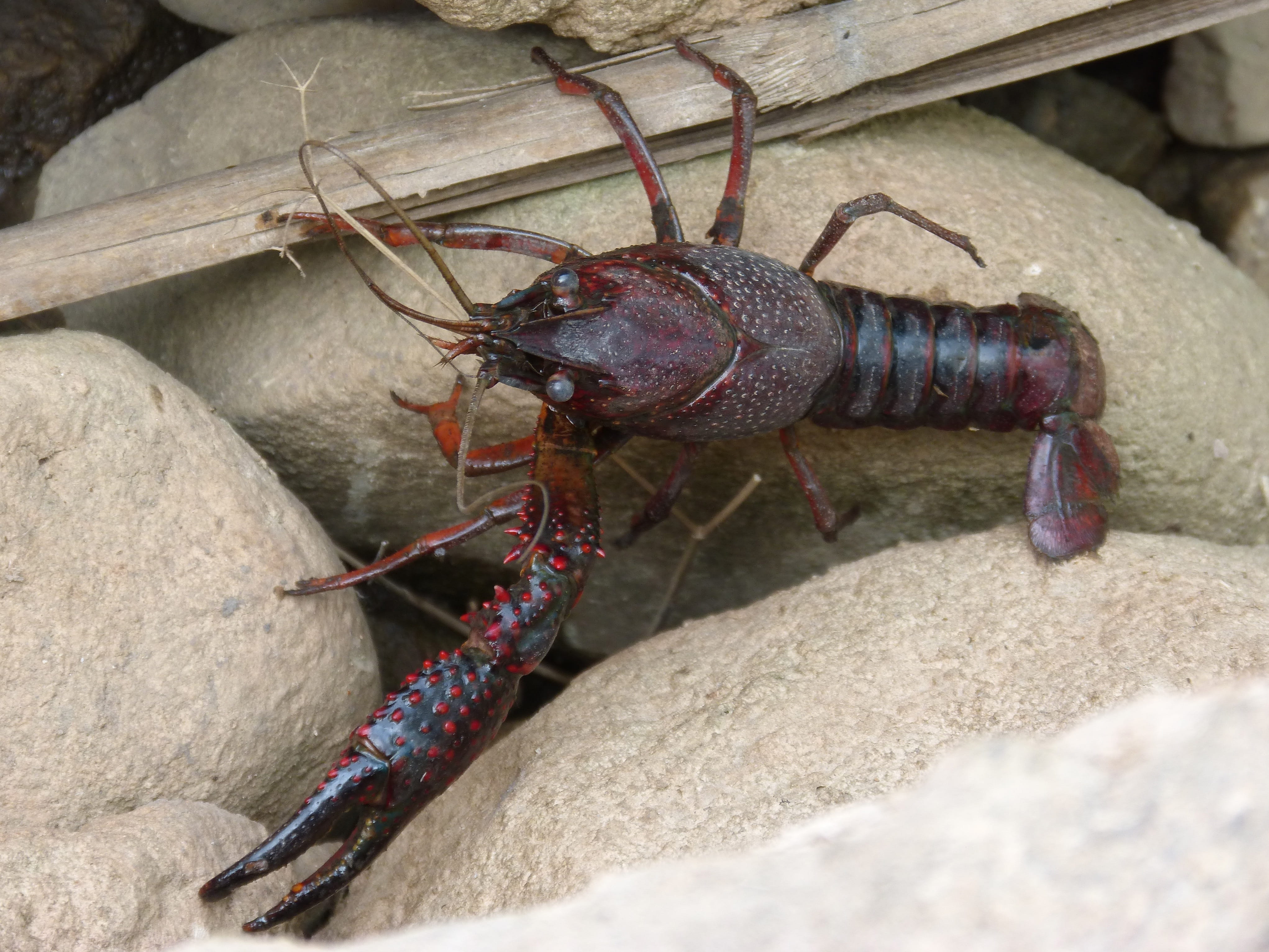 animal, animal wildlife, crustacean, close-up, solid, animal themes, crayfish, high angle view, animals in the wild, arthropod, 4K, montsant, clip, day, HD Wallpaper