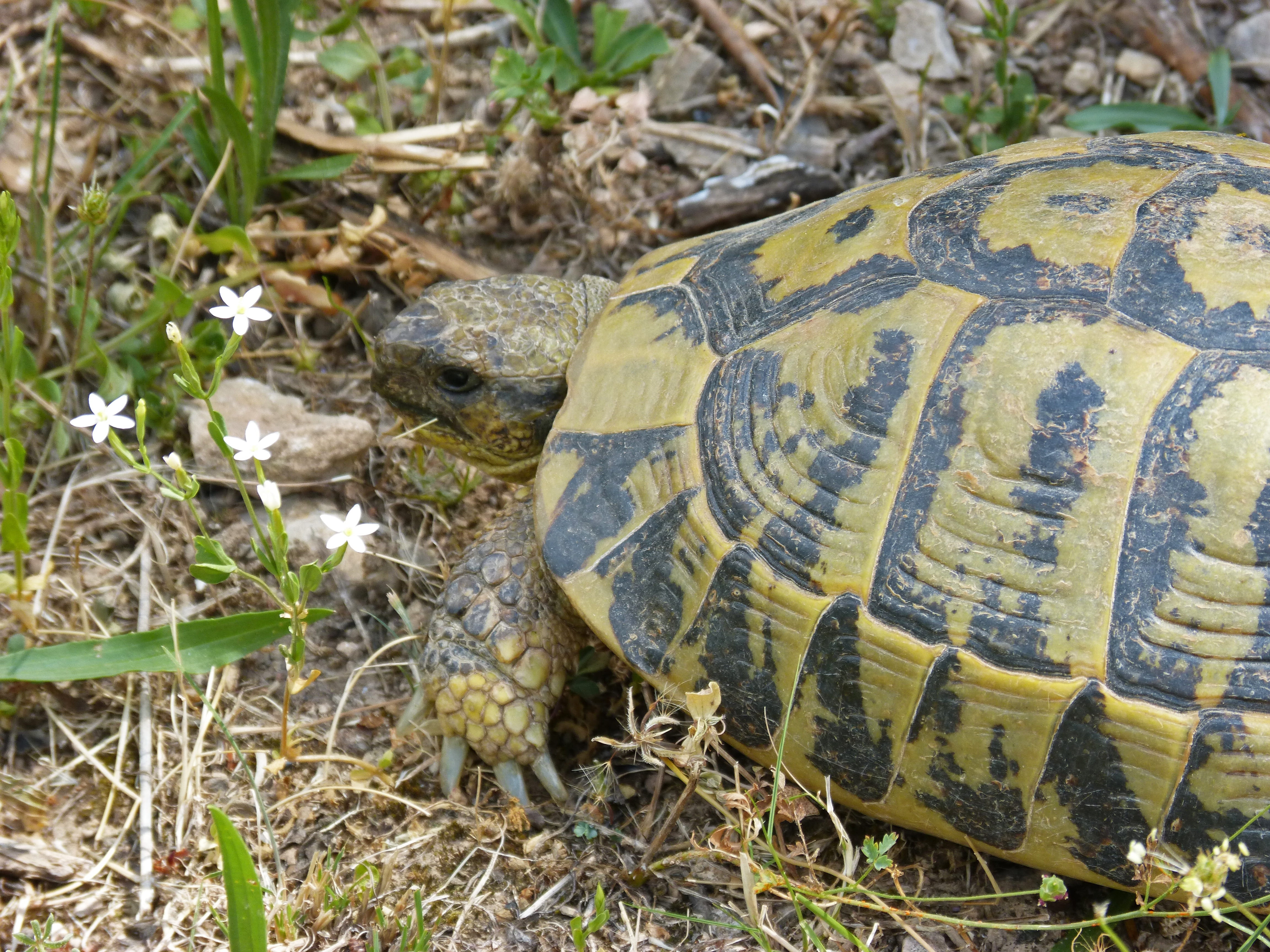 animal shell, tortoise, animal, animal wildlife, nature, shell, land, turtle, 4K, animals in the wild, grass, vertebrate, no people, animal themes, reptile, HD Wallpaper