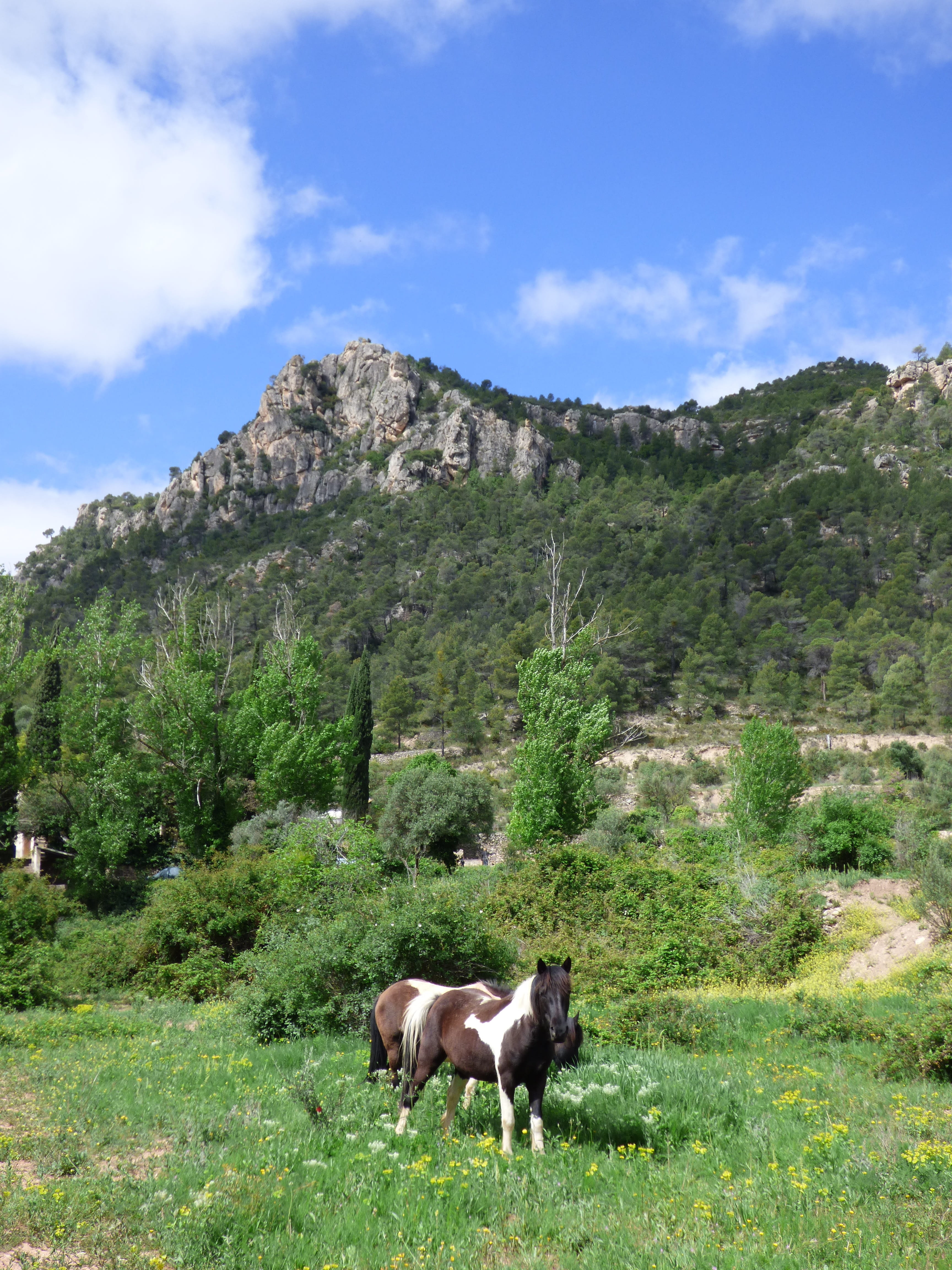 plant, nature, day, summer, outdoors, pets, animal themes, priorat, mountain, one animal, lawn, mammal, herbivorous, 4K, domestic, sky, horses, montsant, Phone HD Wallpaper