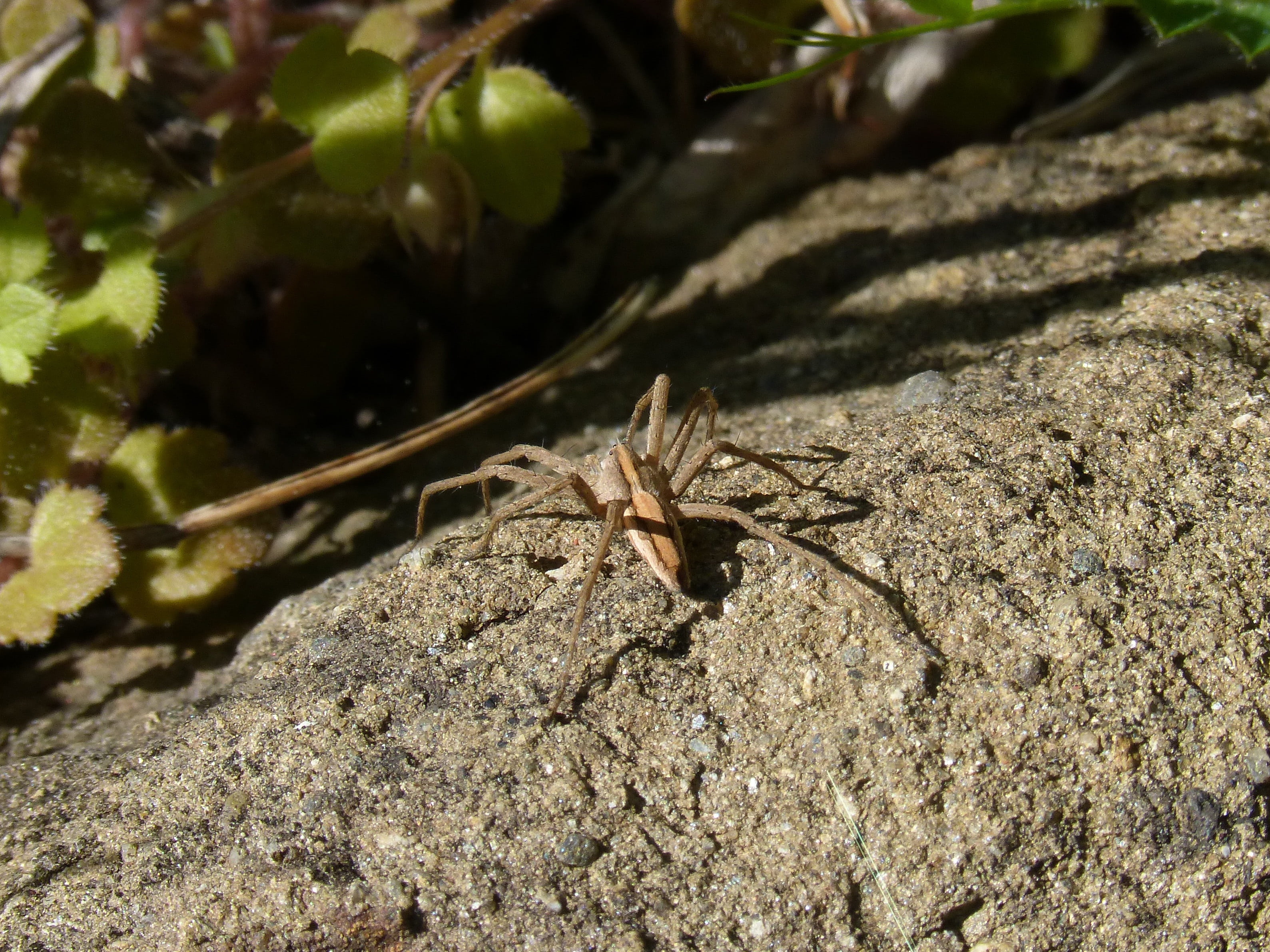 animal, solid, priorat, rock - object, arachnid, one animal, day, no people, montsant, spider, invertebrate, arthropod, animal wildlife, close-up, insect, HD Wallpaper