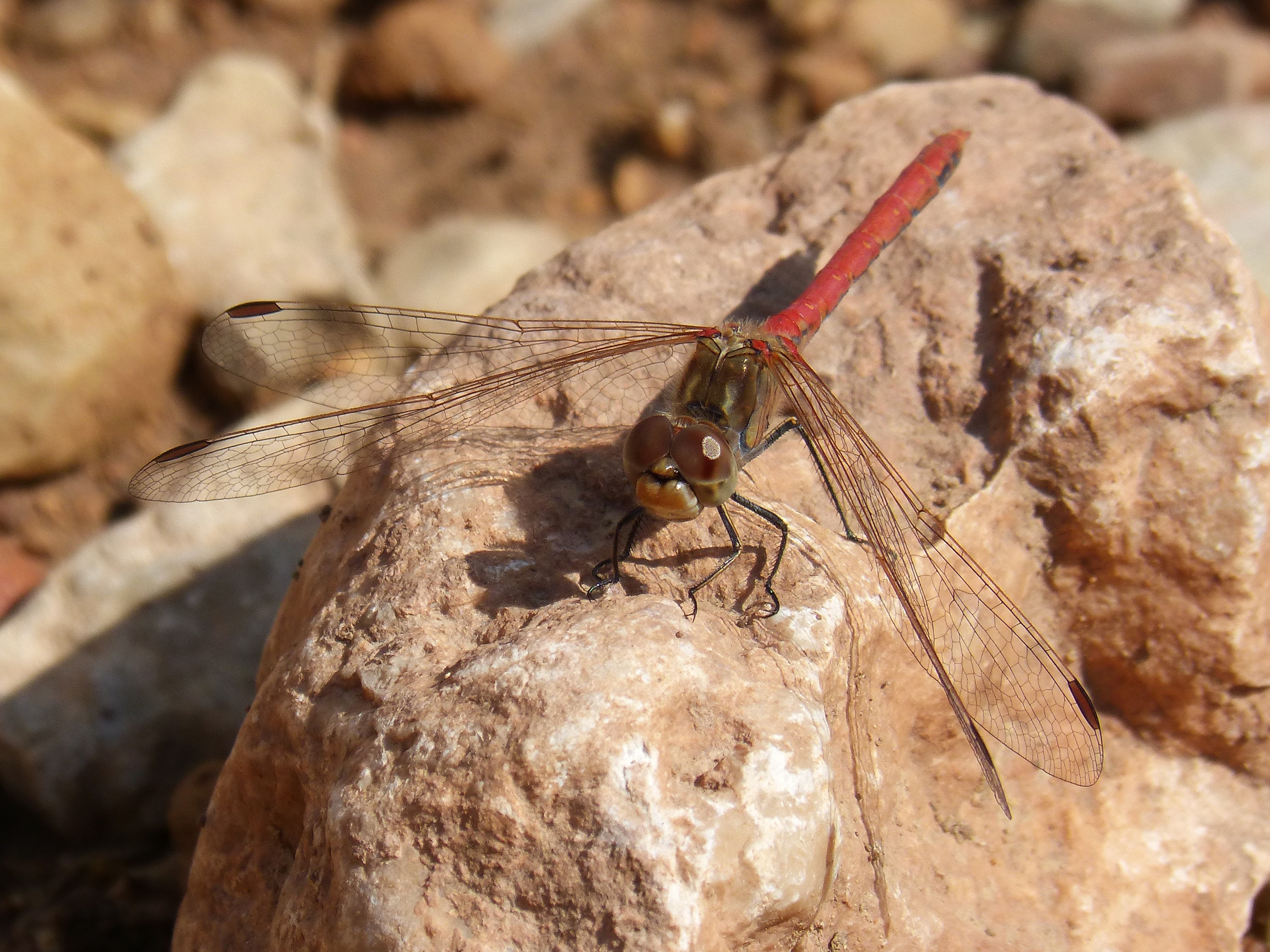 2K, outdoors, blackberry, sympetrum striolatum, beauty, invertebrate, day, nature, red dragonfly, dragonfly, montsant, animal themes, one animal, rock, HD Wallpaper