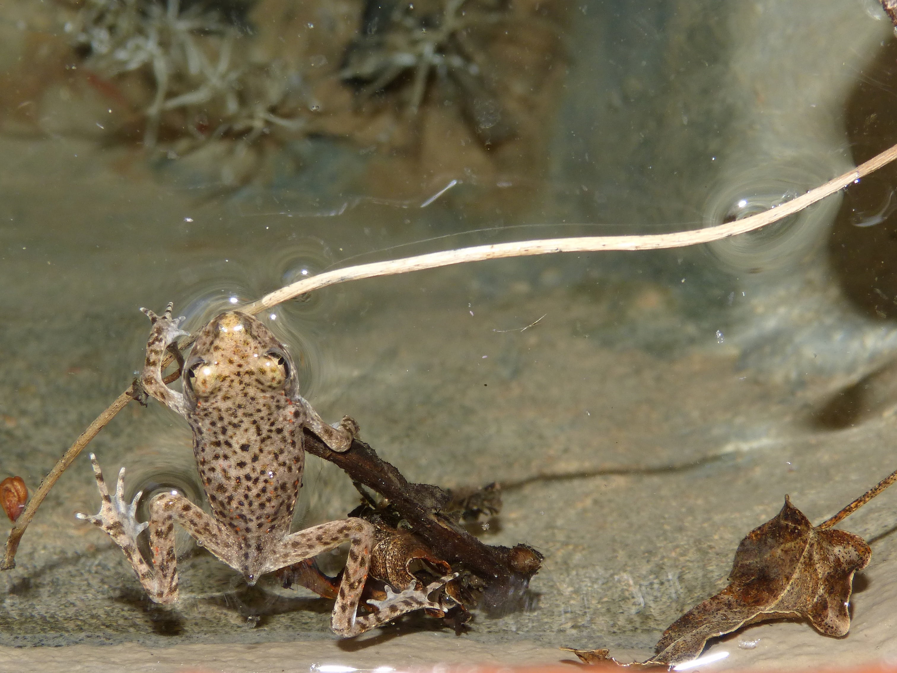 small frog, two animals, group of animals, pond, water, fish, marine, vertebrate, frog, no people, animal themes, animal wildlife, sea, animals in the wild, HD Wallpaper