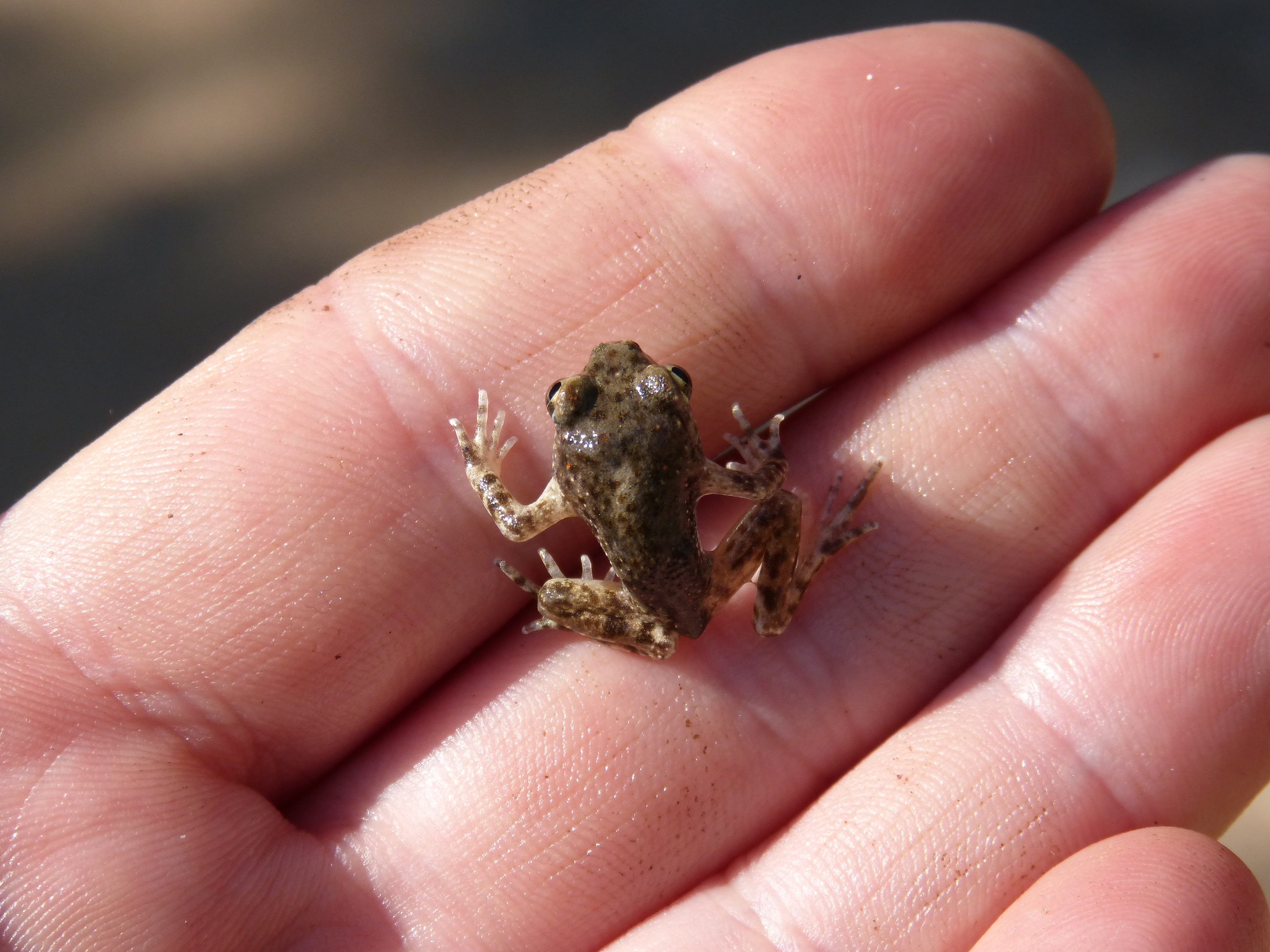 animal wildlife, Hand, holding, one person, outdoors, real people, Frog, 4K, close-up, day, animals in the wild, human body part, hermit crab, Priorat, HD Wallpaper