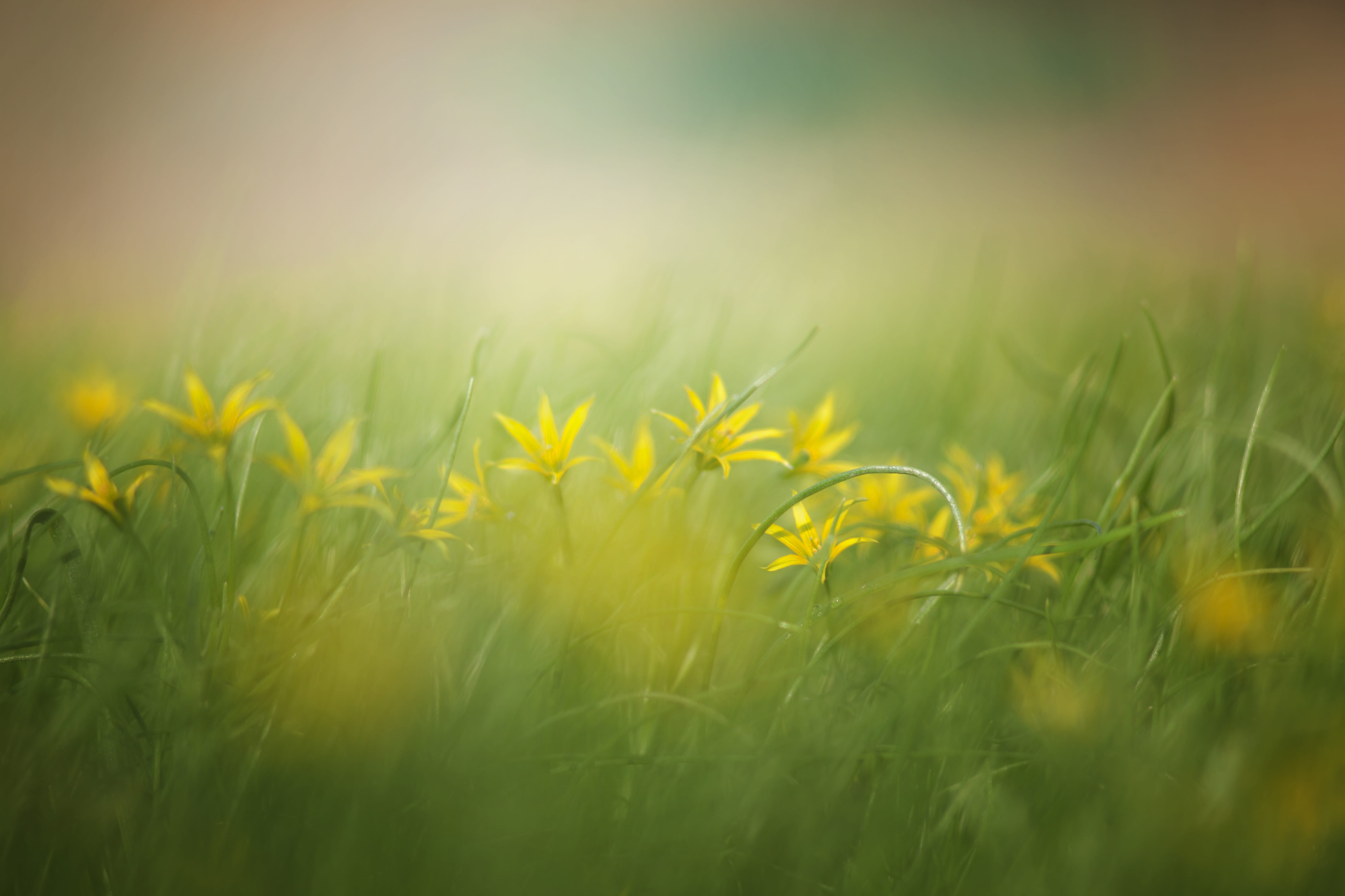 picture, close-up, flowers, landscape, idyll, grass, plant, growth, green color, field, beauty in nature, joy, surface level, selective focus, nature, background, HD Wallpaper
