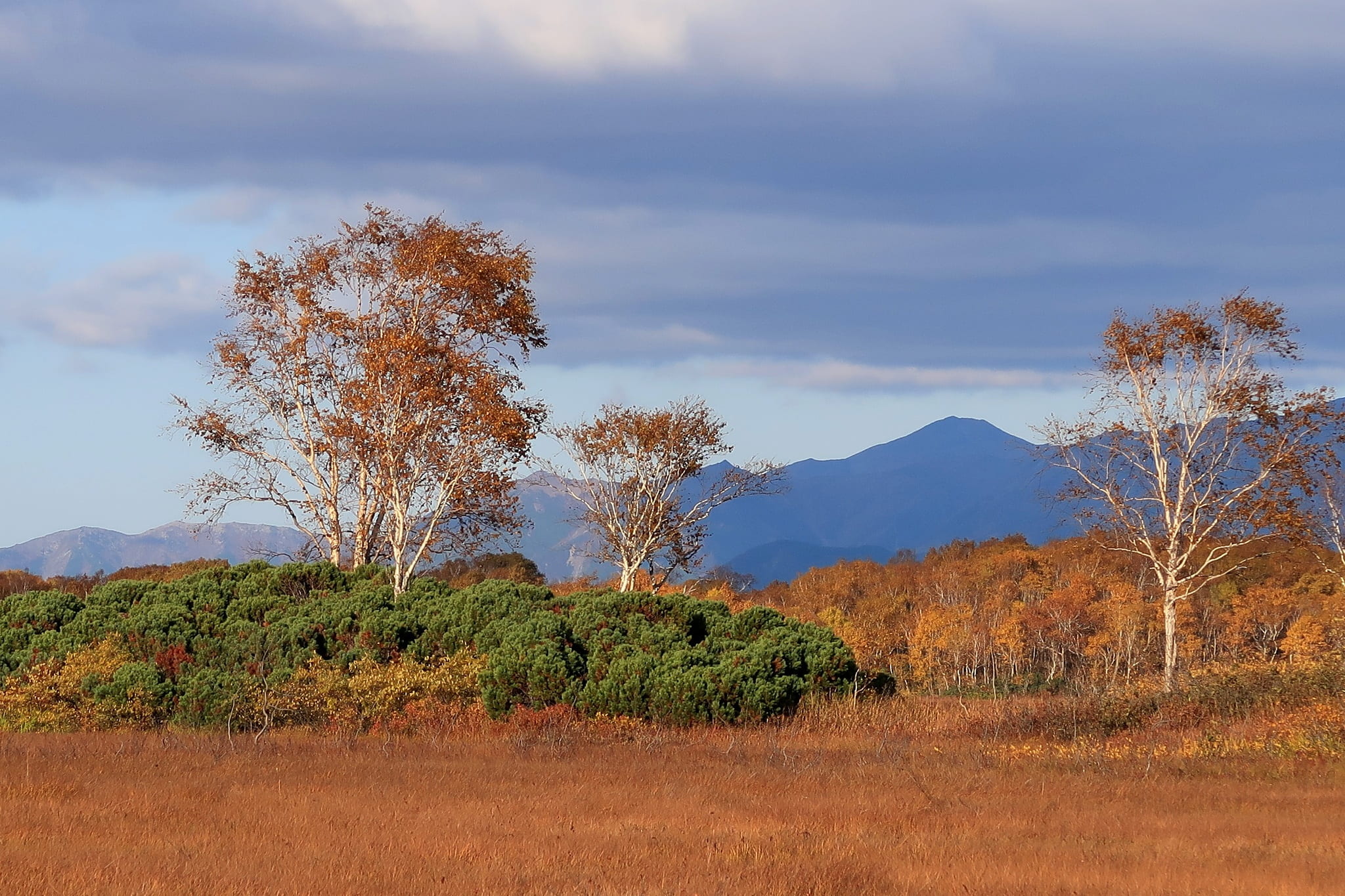 plant, trees, sky, no people, field, fall colors, outdoors, growth, mountains, beauty in nature, tree, golden autumn, cedar, 1080P, environment, cloud - sky, HD Wallpaper