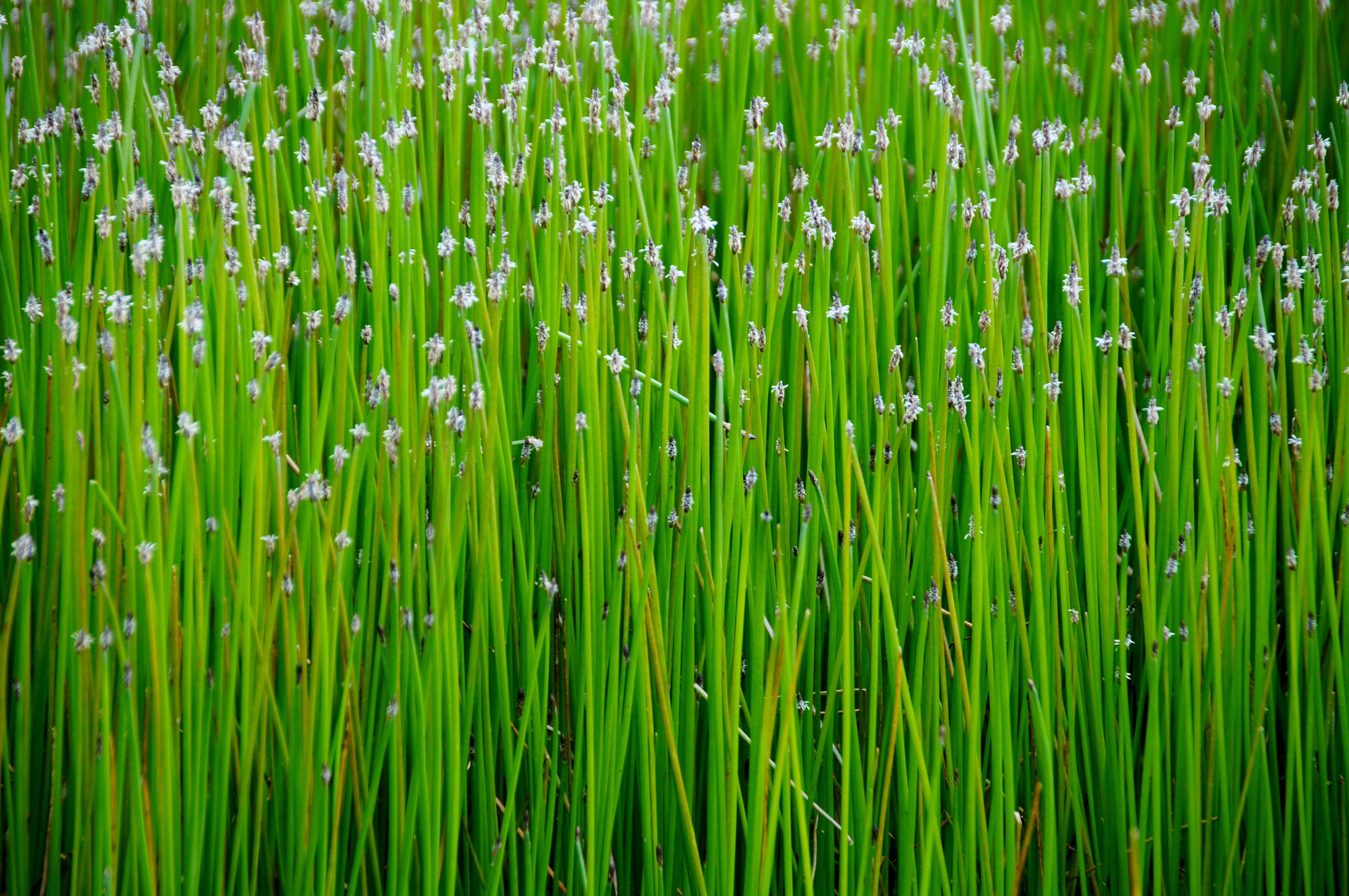 vulnerability, flowering, nature, plant, field, lush foliage, green color, reed, freshness, outdoors, close-up, full frame, backgrounds, green, land, landscape, HD Wallpaper