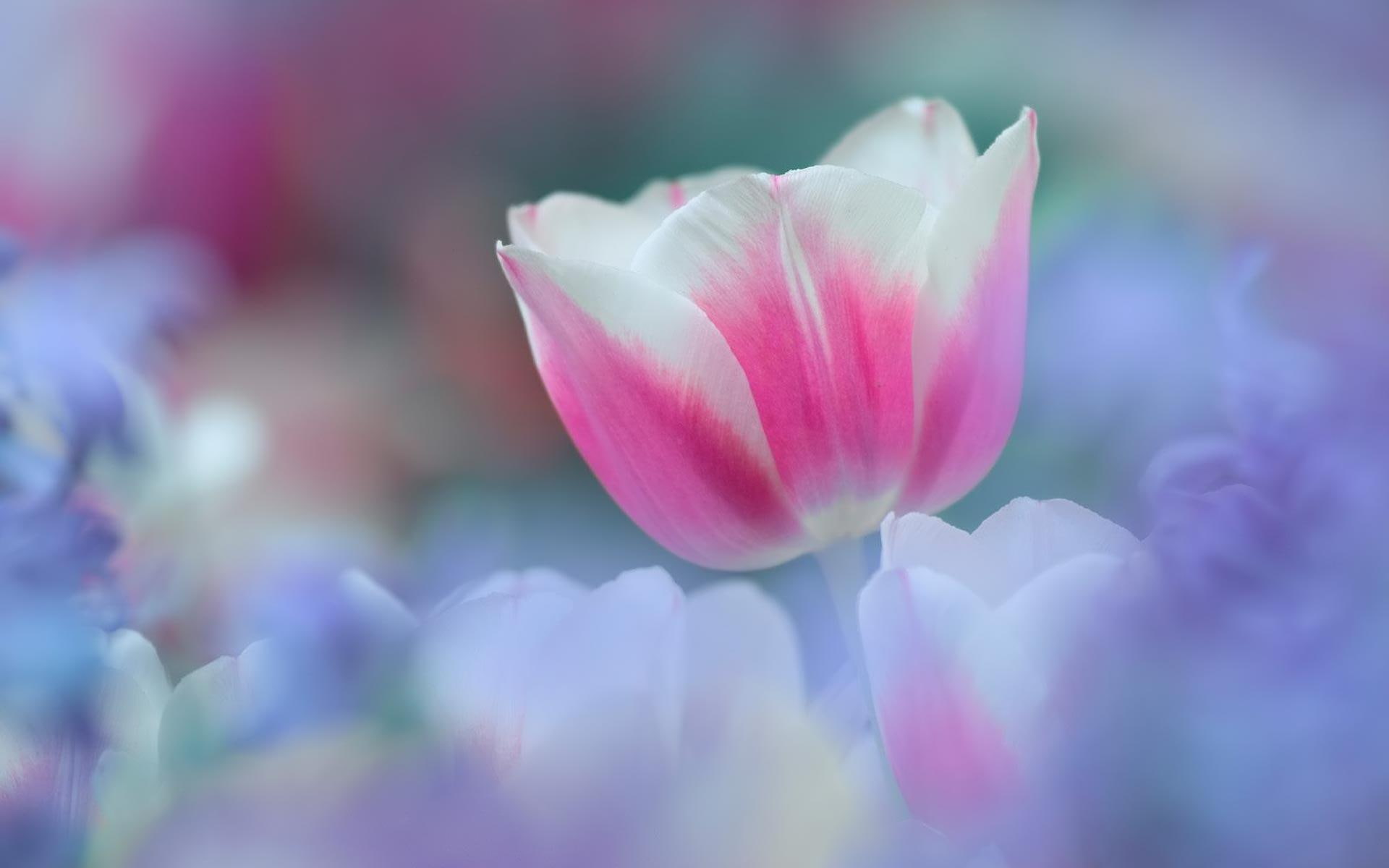 pink, misty, romantic, soft, tulip, garden, white, colours, 1080P, soothing, lavenders, perfect, elegant, spring, flower, HD Wallpaper