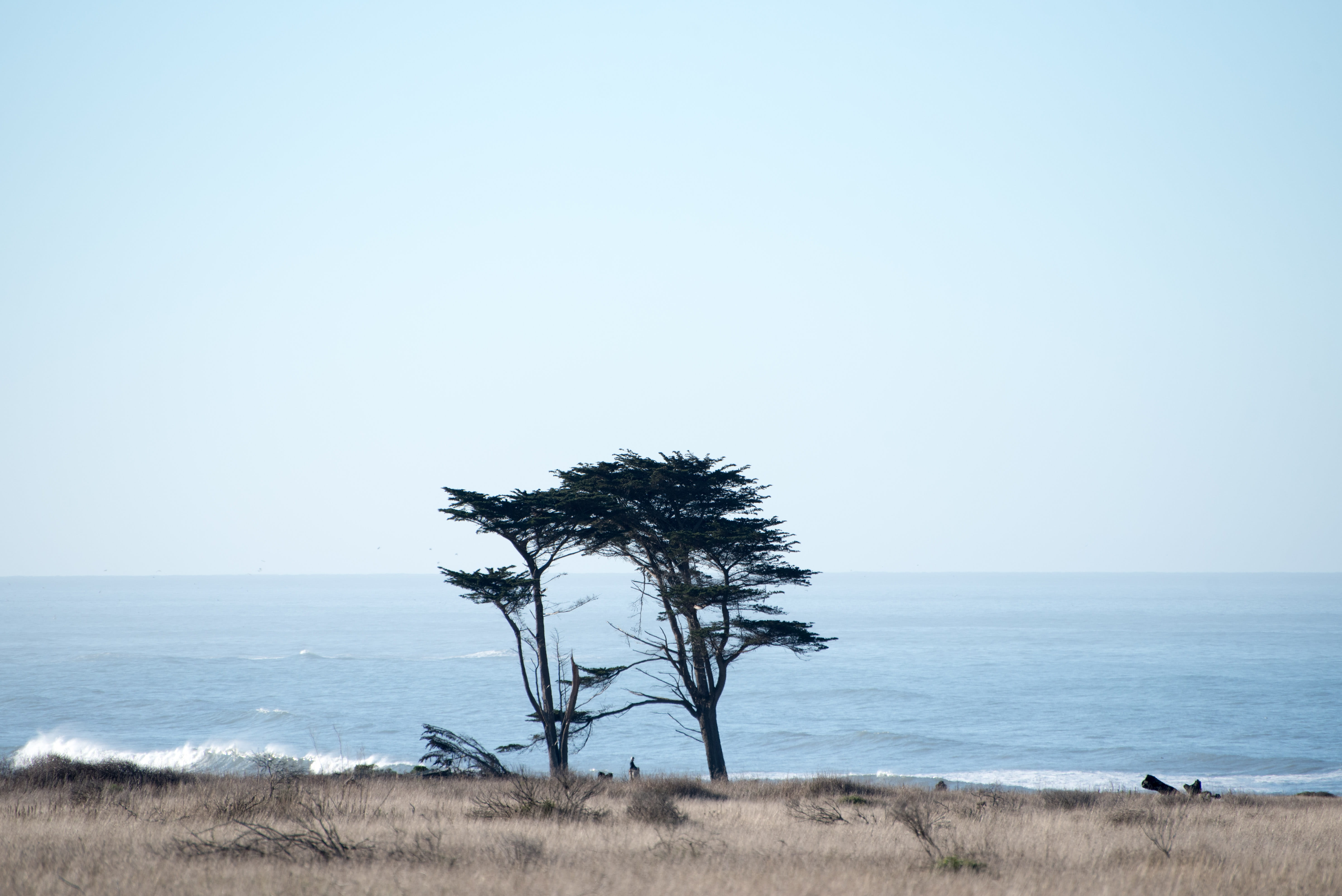 plain, nature, sea, non-urban scene, tree, chill, horizon, water, horizon over water, tranquil scene, scenics - nature, 5K, no people, day, copy space, HD Wallpaper