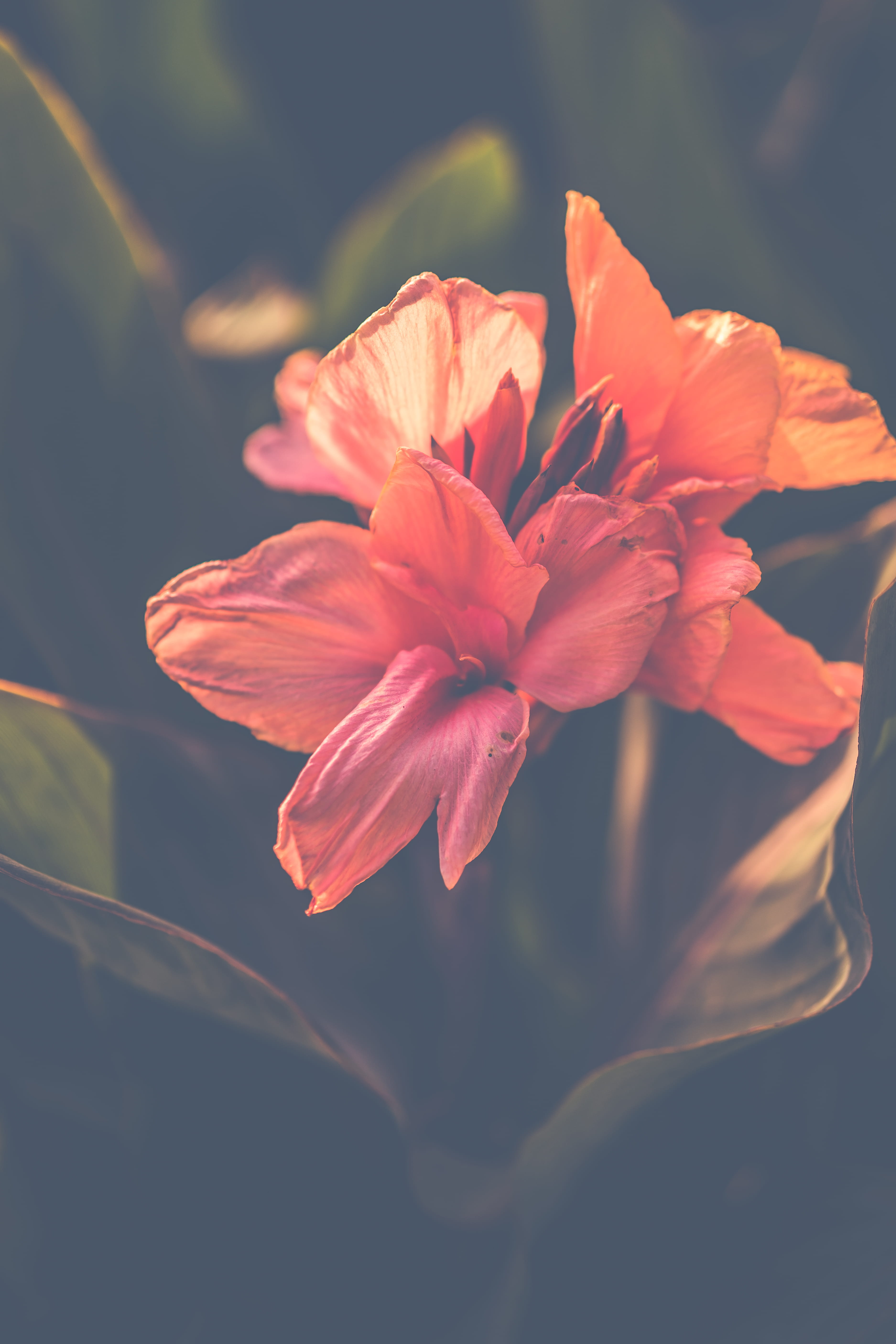 orange, focus on foreground, amazing, petal, beautiful, nature, soothing, fade, close-up, pink flower, no people, india, flower head, happy, sunlight, new delhi, Phone HD Wallpaper