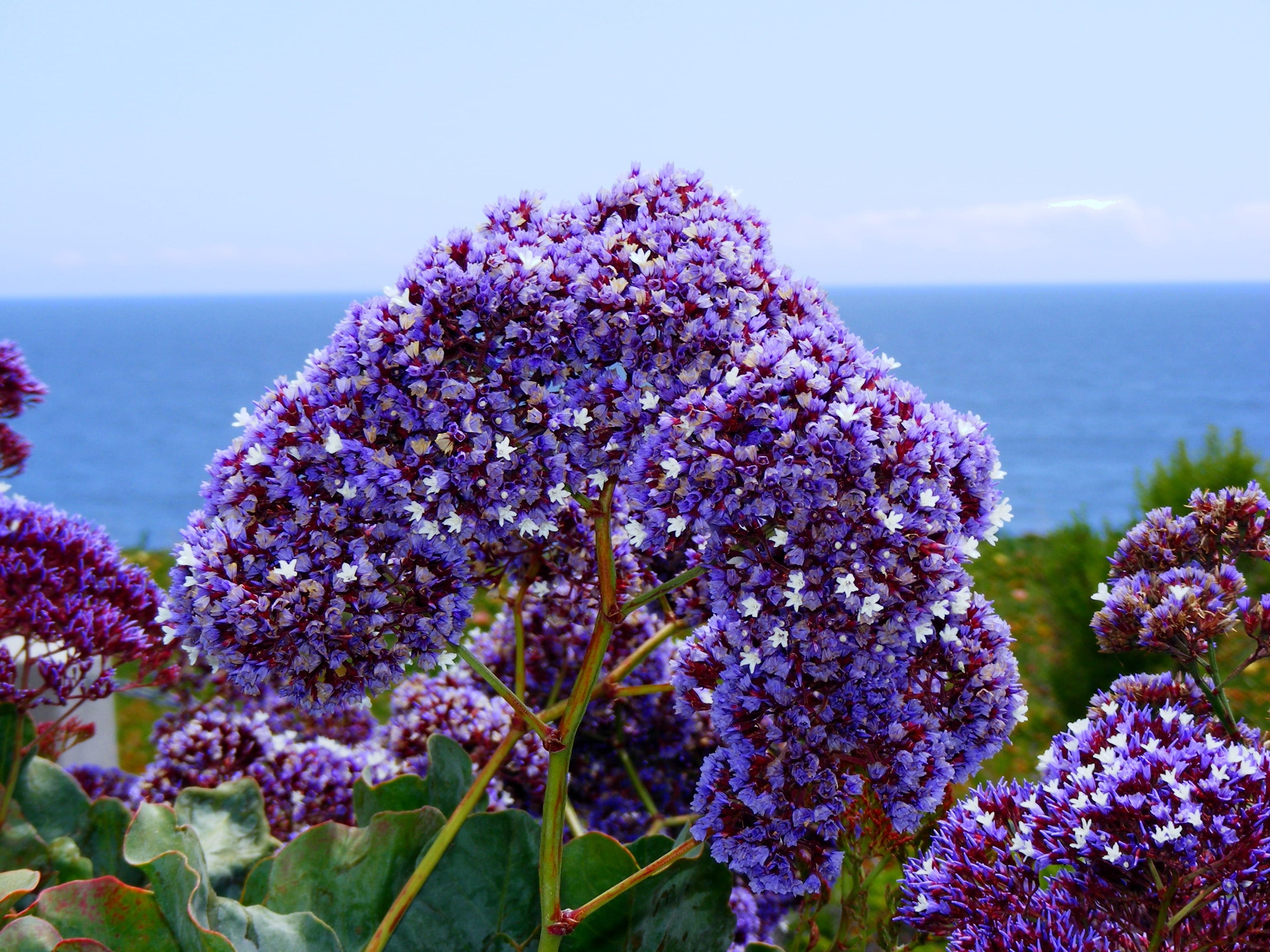 beauty in nature, outdoors, soothing, Sea Lavender, horizon over water, tranquility, purple flower, water, ocean, vulnerability, horizon, pacific ocean, HD Wallpaper