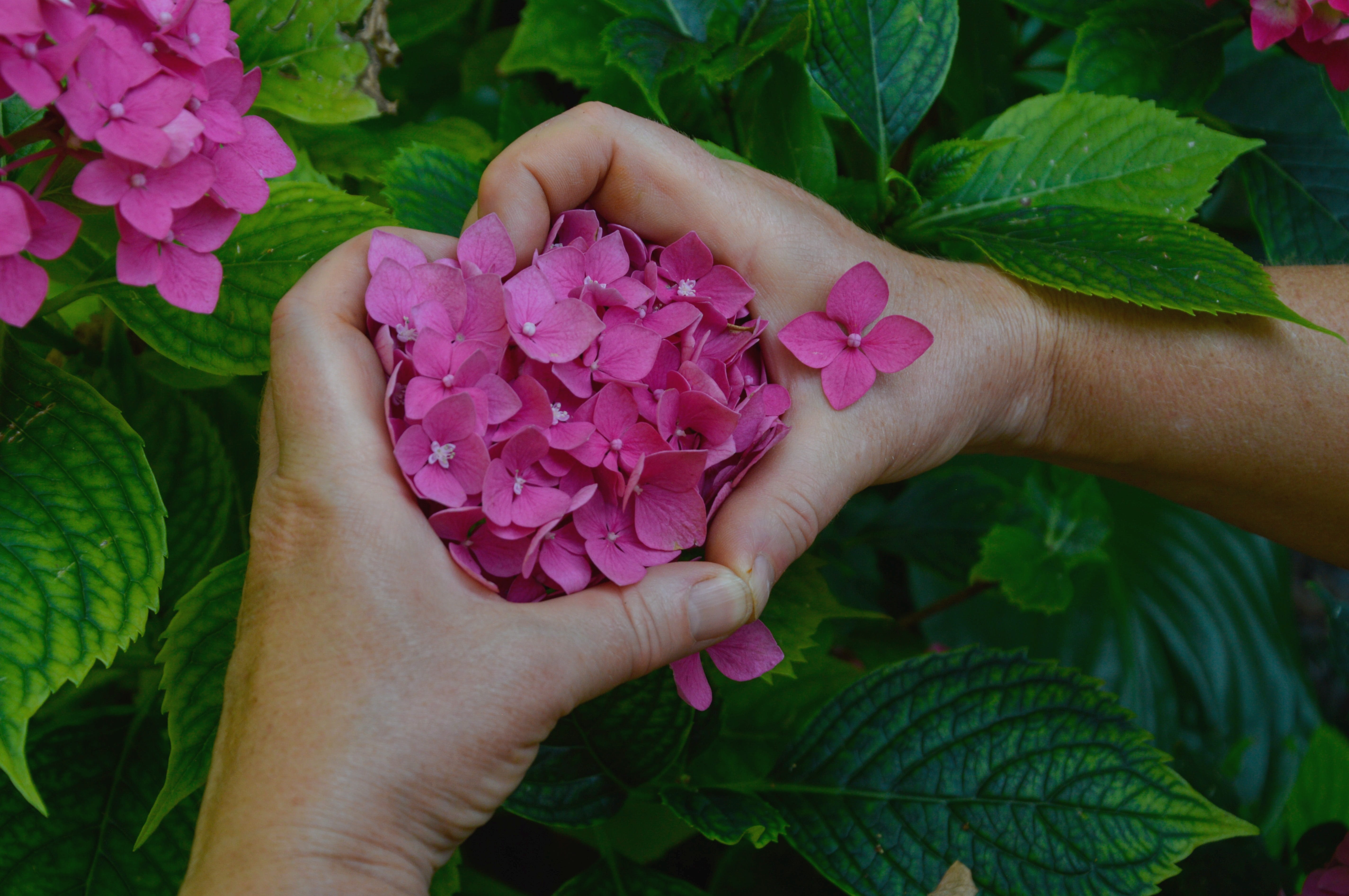 flowering plant, human body part, finger, day, petal, pink, leaves, outdoors, flower, human hand, hands, heart, purple, light, nature, beautiful, lifestyles, HD Wallpaper
