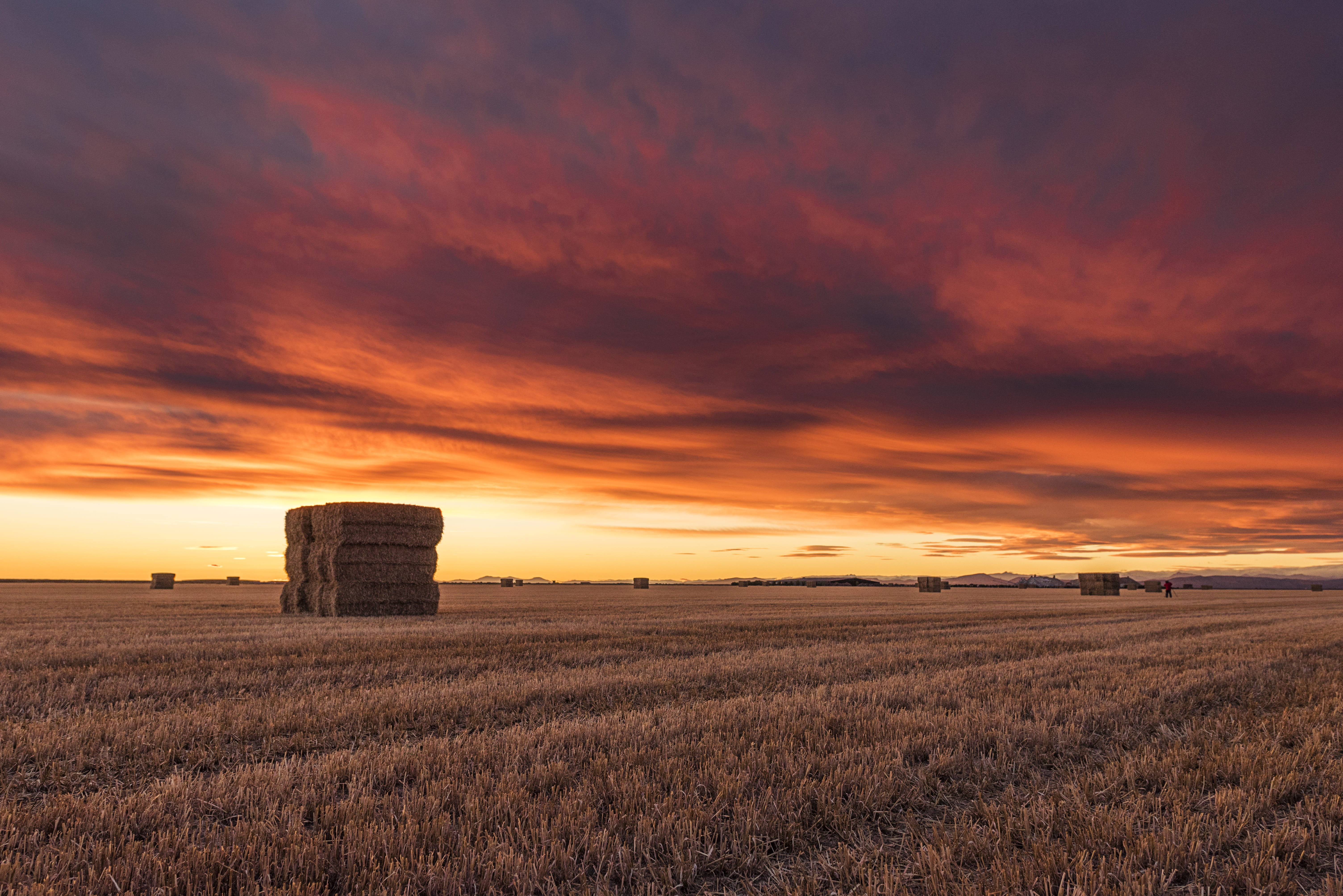 idyllic, wheat, dry, 5K, photography, plant, cereal Plant, yellow, summer, nature, sunlight, Village, farmer, landscaped, no People, beauty in nature, HD Wallpaper