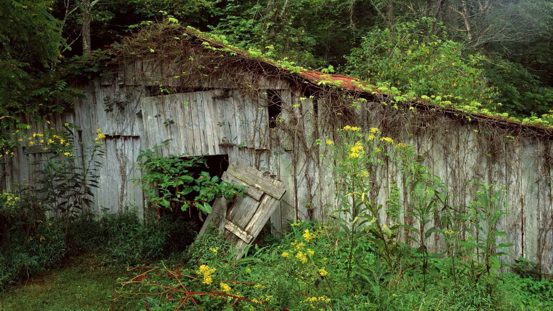nature, overgrowth, hd, barn, urban, abandon, decay, 1080P, deserted, HD Wallpaper
