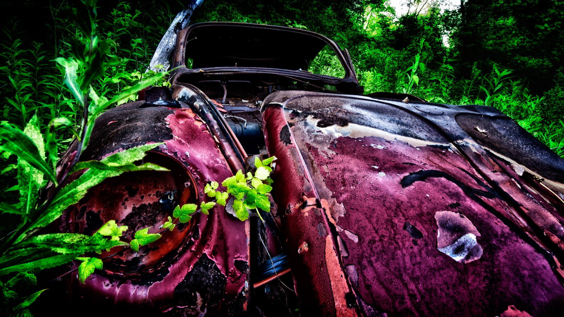 damaged, land vehicle, abandoned, no people, obsolete, pink, day, run-down, mode of transportation, forest, deterioration, rust, metal, red, plant, car, HD Wallpaper