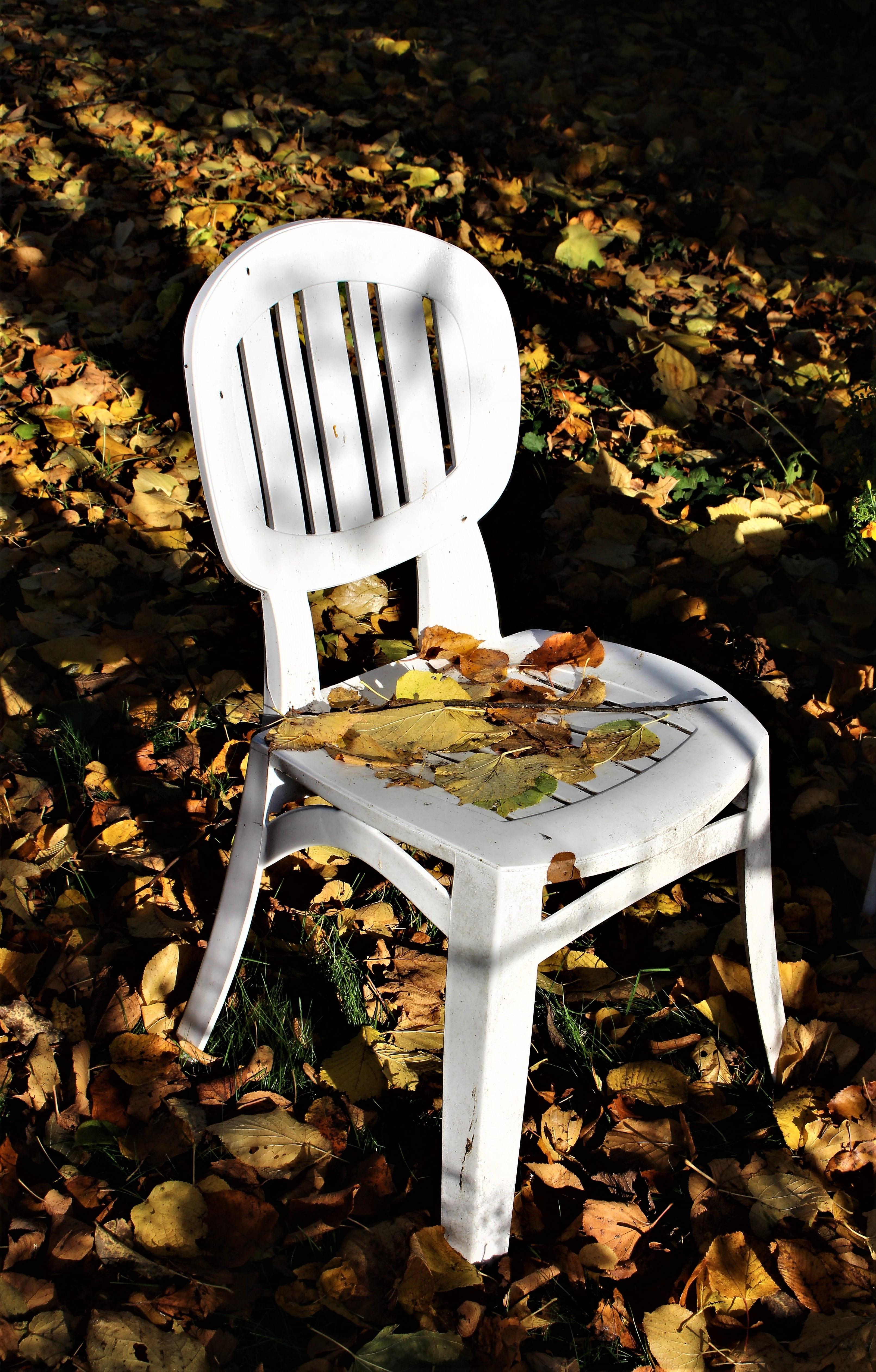 field, no people, garden, outdoors, time of year, change, autumn when the leaves fall, empty, white color, leaf, plant part, brown leaves, yellow leaves, Phone HD Wallpaper