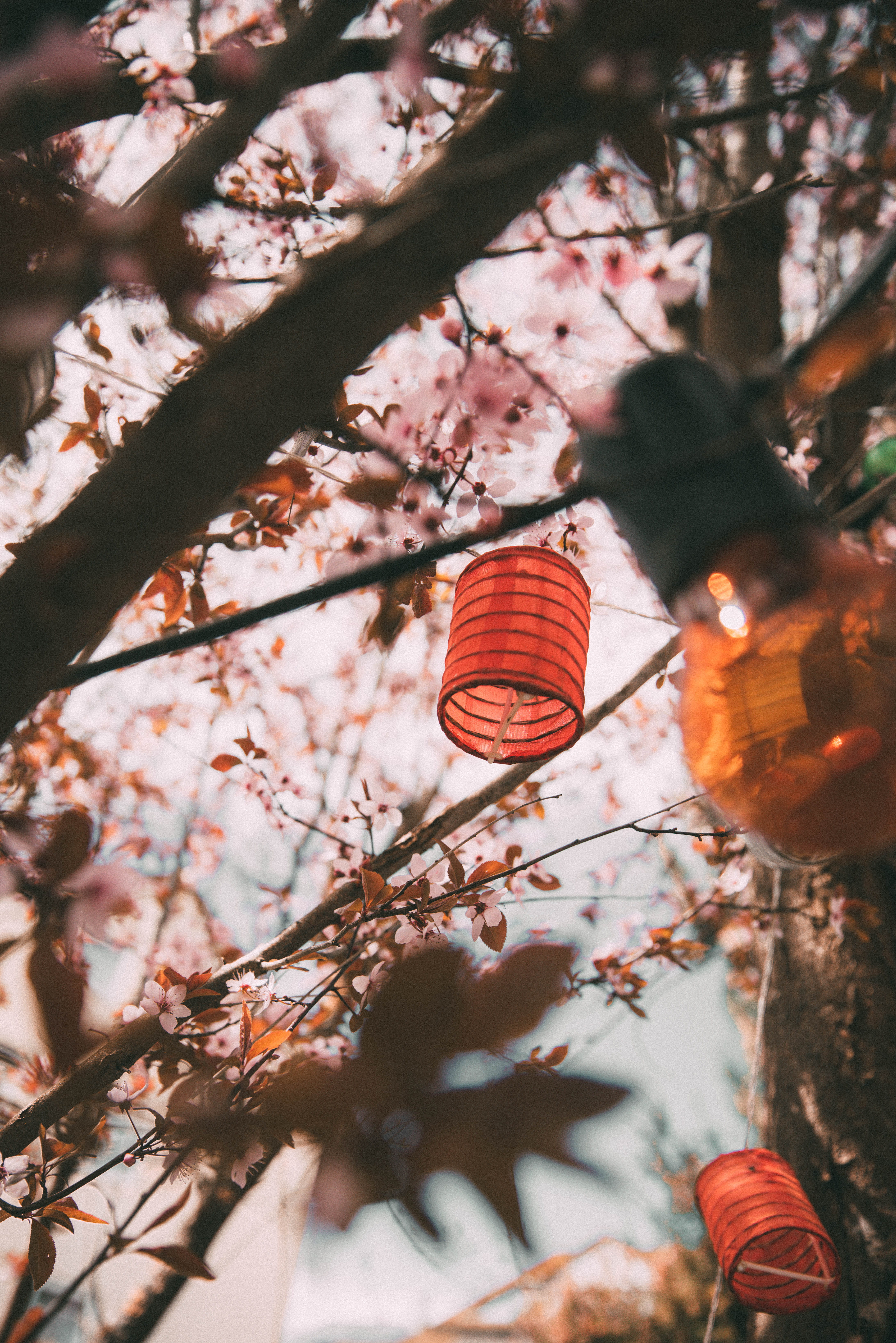 chinese lantern festival, focu, growth, leaf, springtime, blossom, tree, fall, branch, lantern, light, candle, bulb, plant, flowering plant, 5K, chinese lantern, Phone HD Wallpaper