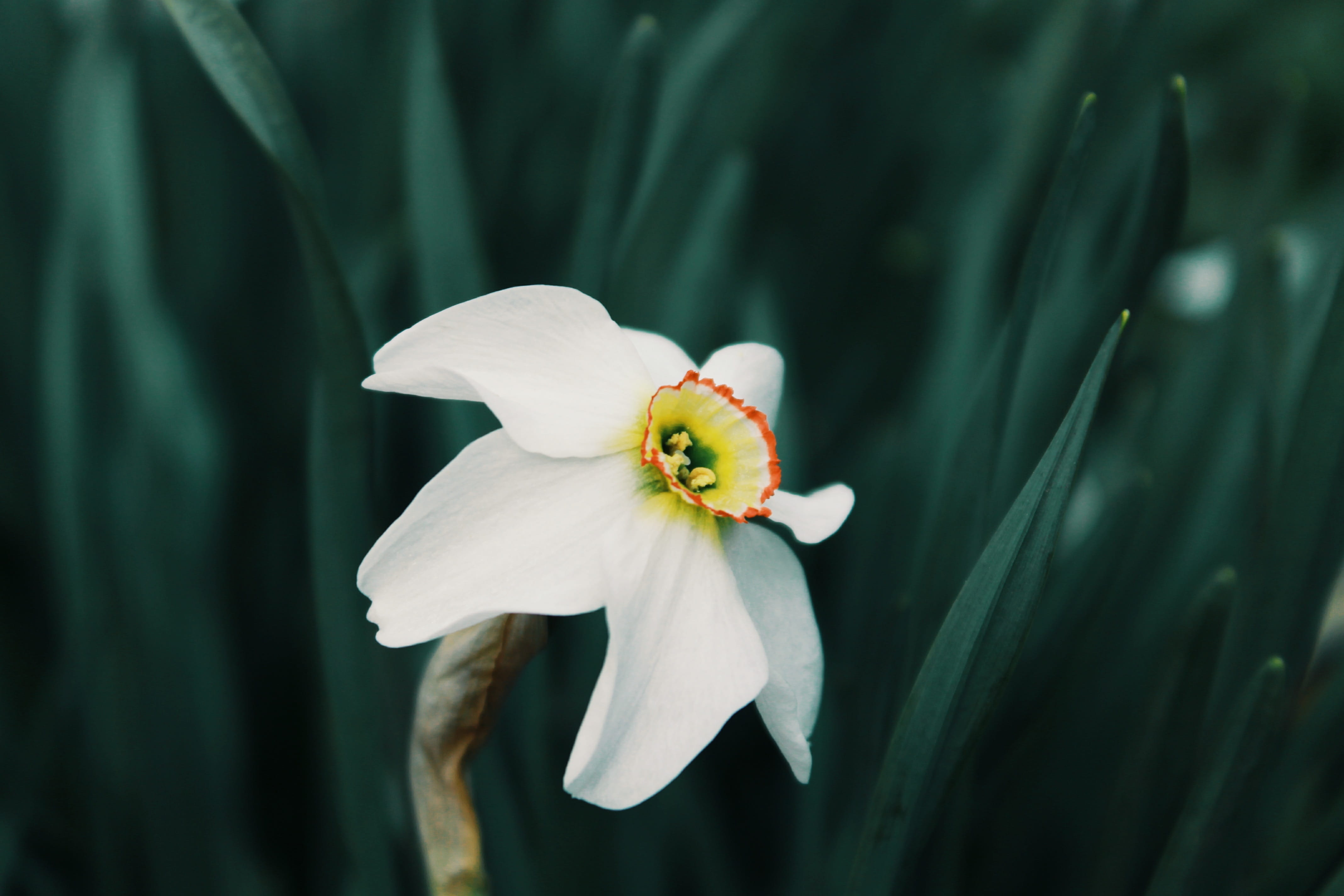 outdoors, close-up, nature, garden, growth, day, narcissus, white color, focus on foreground, petal, fragility, 4K, flower, plant, beauty in nature, vulnerability, HD Wallpaper