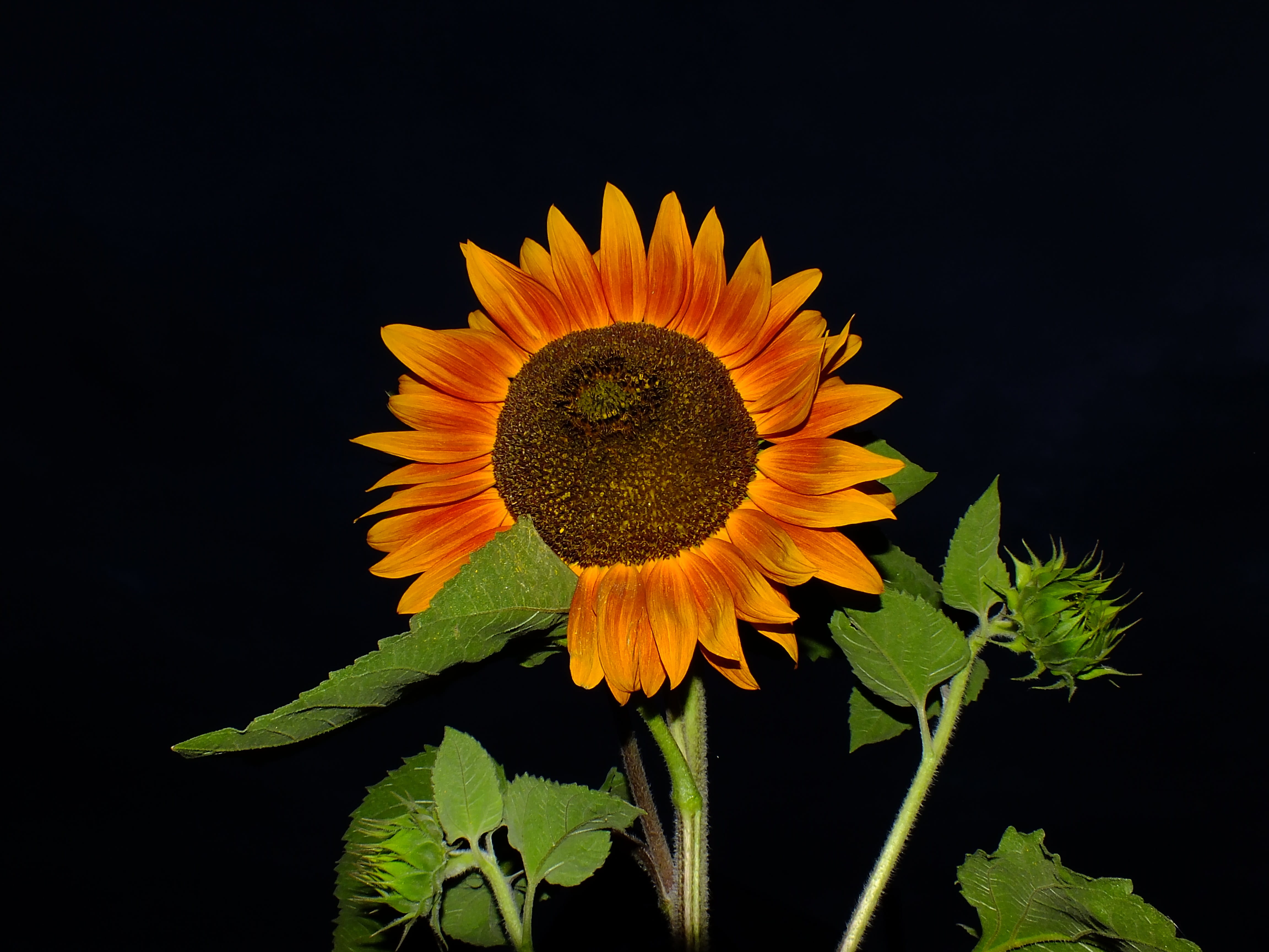vulnerability, petal, bright, inflorescence, krupnyj plan, plant part, leaf, no people, sheet, fragility, sunflower, beauty in nature, plant, flower, freshness, HD Wallpaper