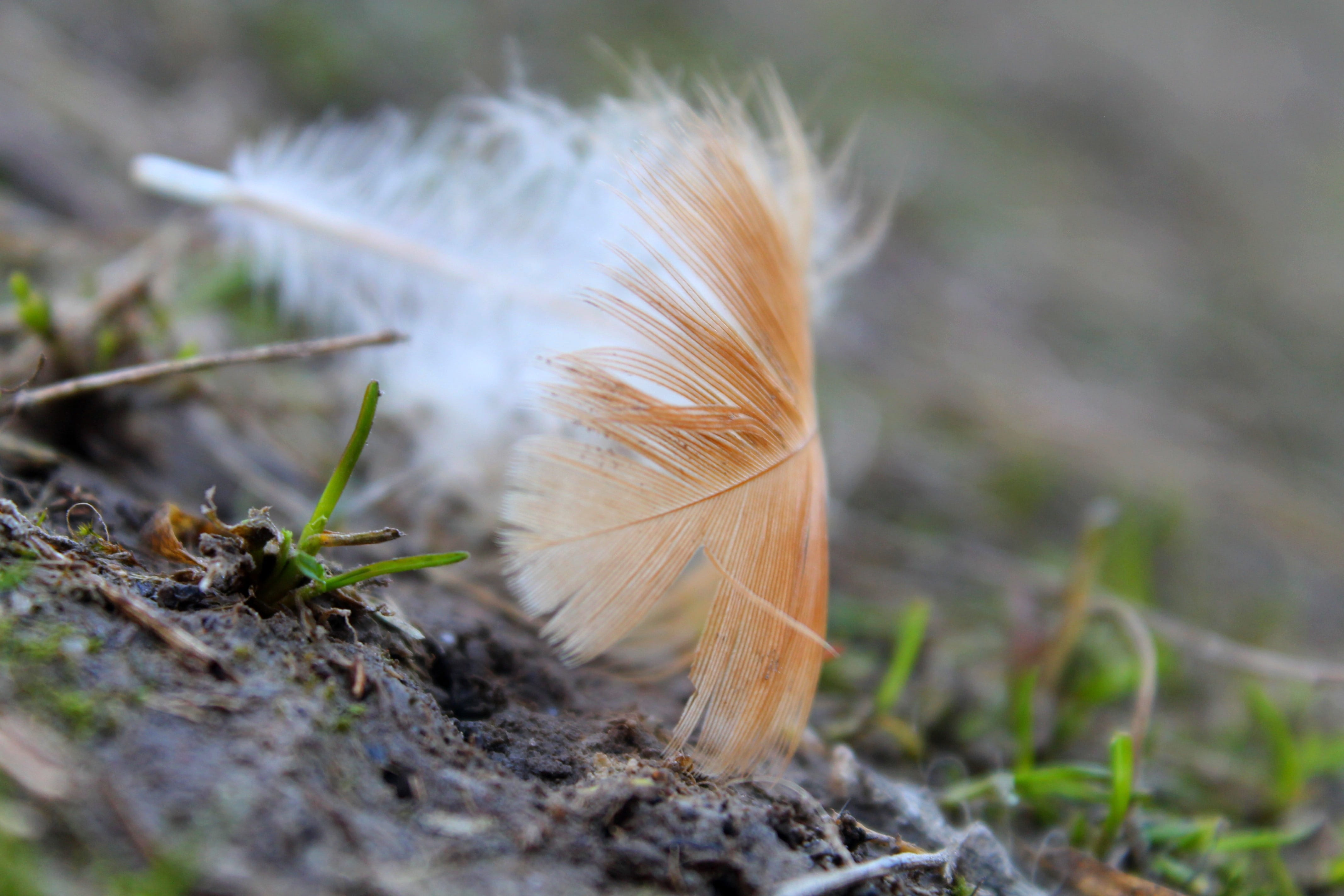 close-up, feather, dry, beauty in nature, day, brown, focus on foreground, selective focus, nature, land, lightweight, little, forest, 4K, krupnyj plan, HD Wallpaper