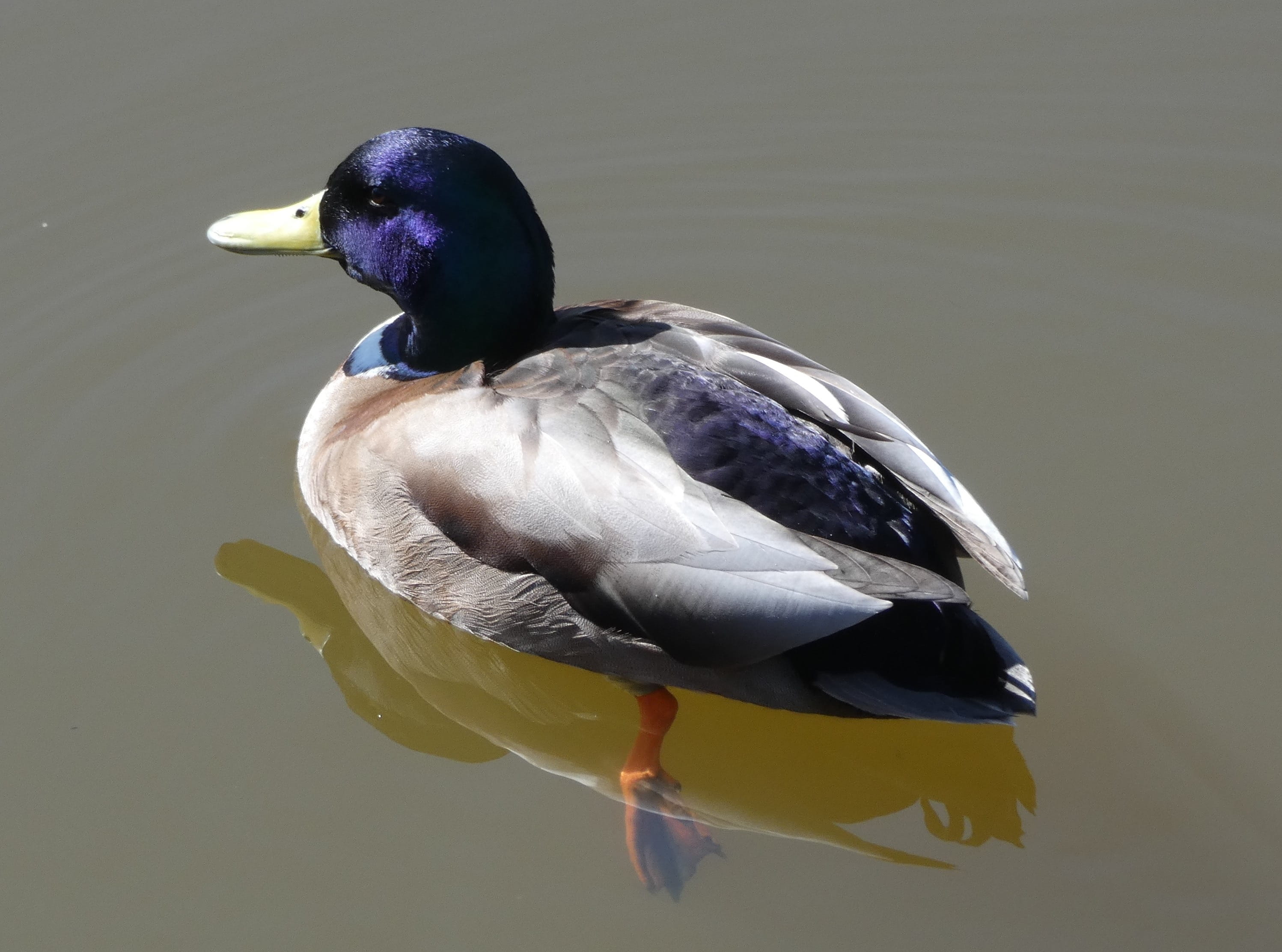 nature, vertebrate, ducks, lake, beak, one animal, day, animal themes, close-up, 2K, wildlife, waterfront, animal, beauty in nature, reflection, outdoors, HD Wallpaper