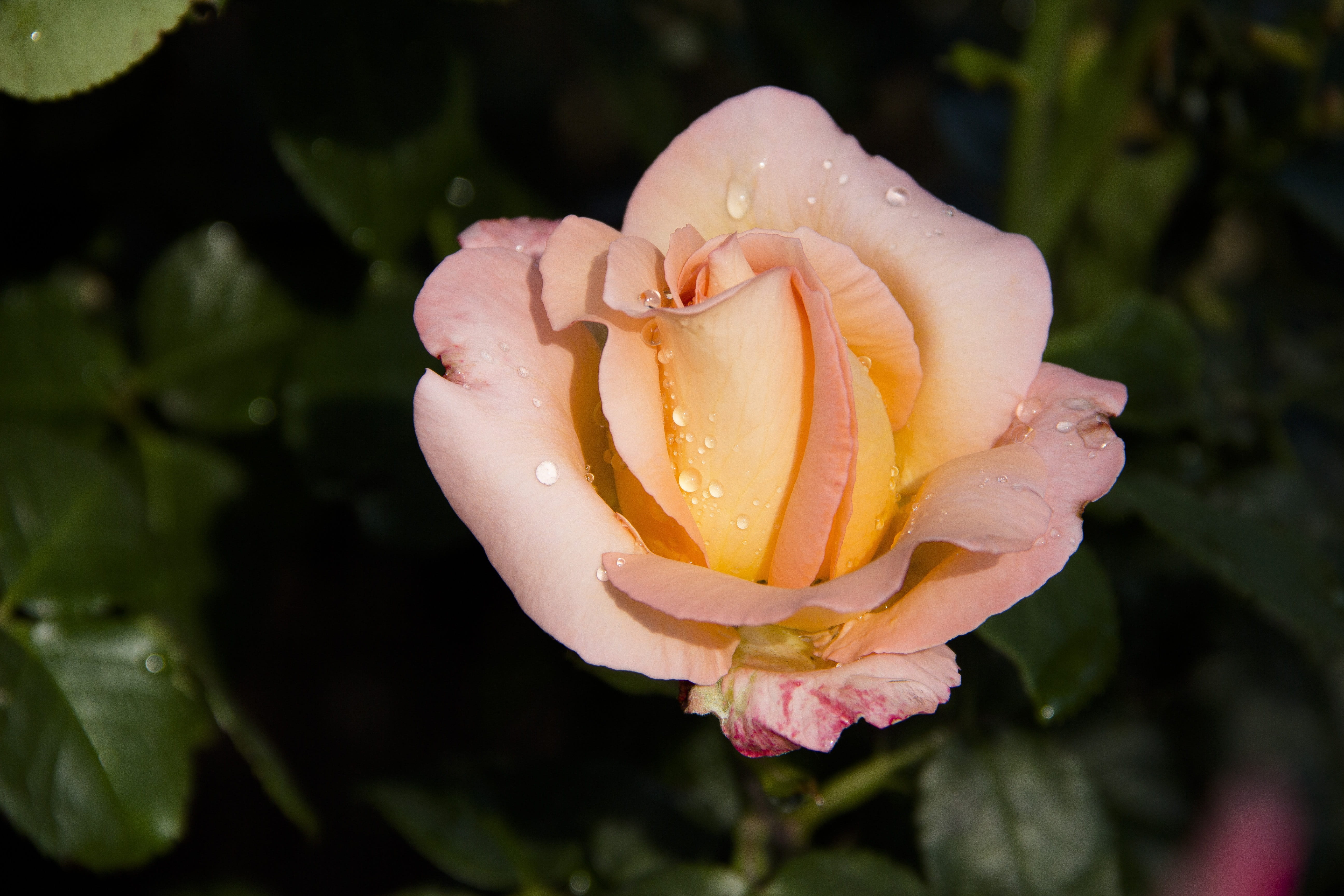 outdoors, beautiful flower, no people, flowers, flower, yellow rose, freshness, petal, growth, flowering plant, drop, nature, pink color, water, inflorescence, HD Wallpaper