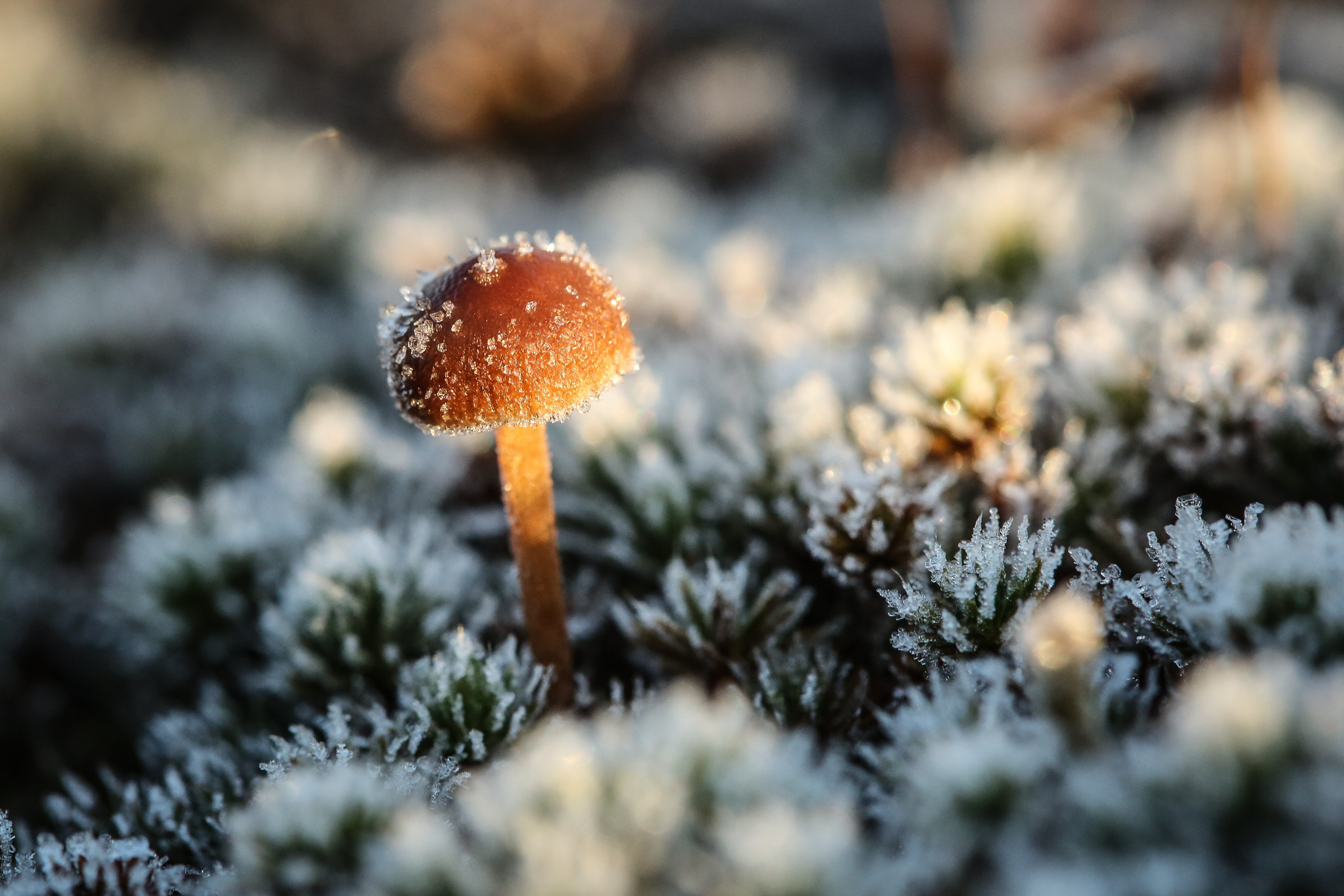 close-up, day, 4K, macro, cold temperature, vegetable, tree, growth, no people, vulnerability, nature, toadstool, forest, outdoors, krupnyj plan, moss, HD Wallpaper