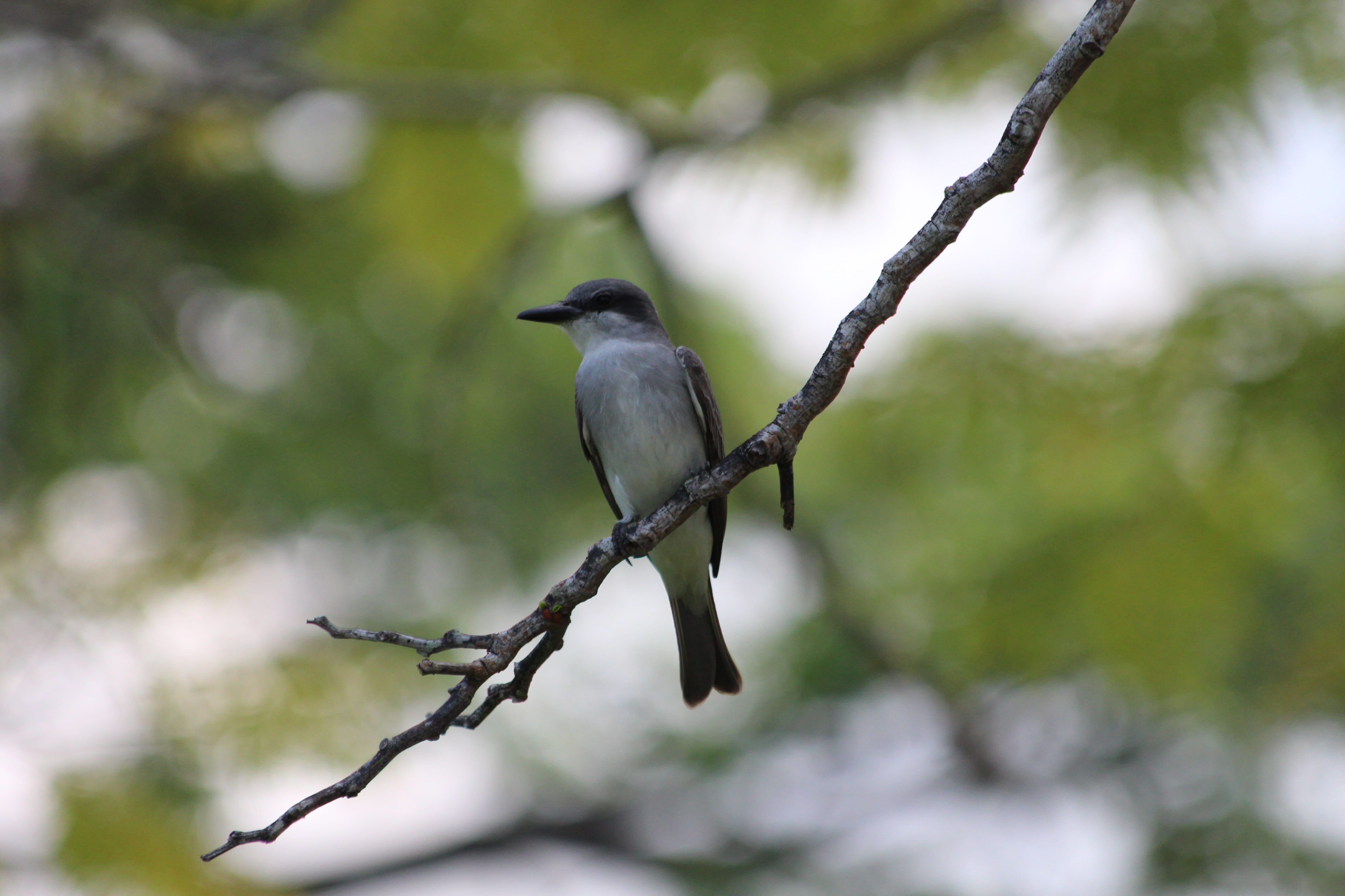 branch, outdoors, animal themes, wildlife, green background, animal, day, perching, focus on foreground, bird, northern mockingbird, 5K, the north american mockingbird, HD Wallpaper