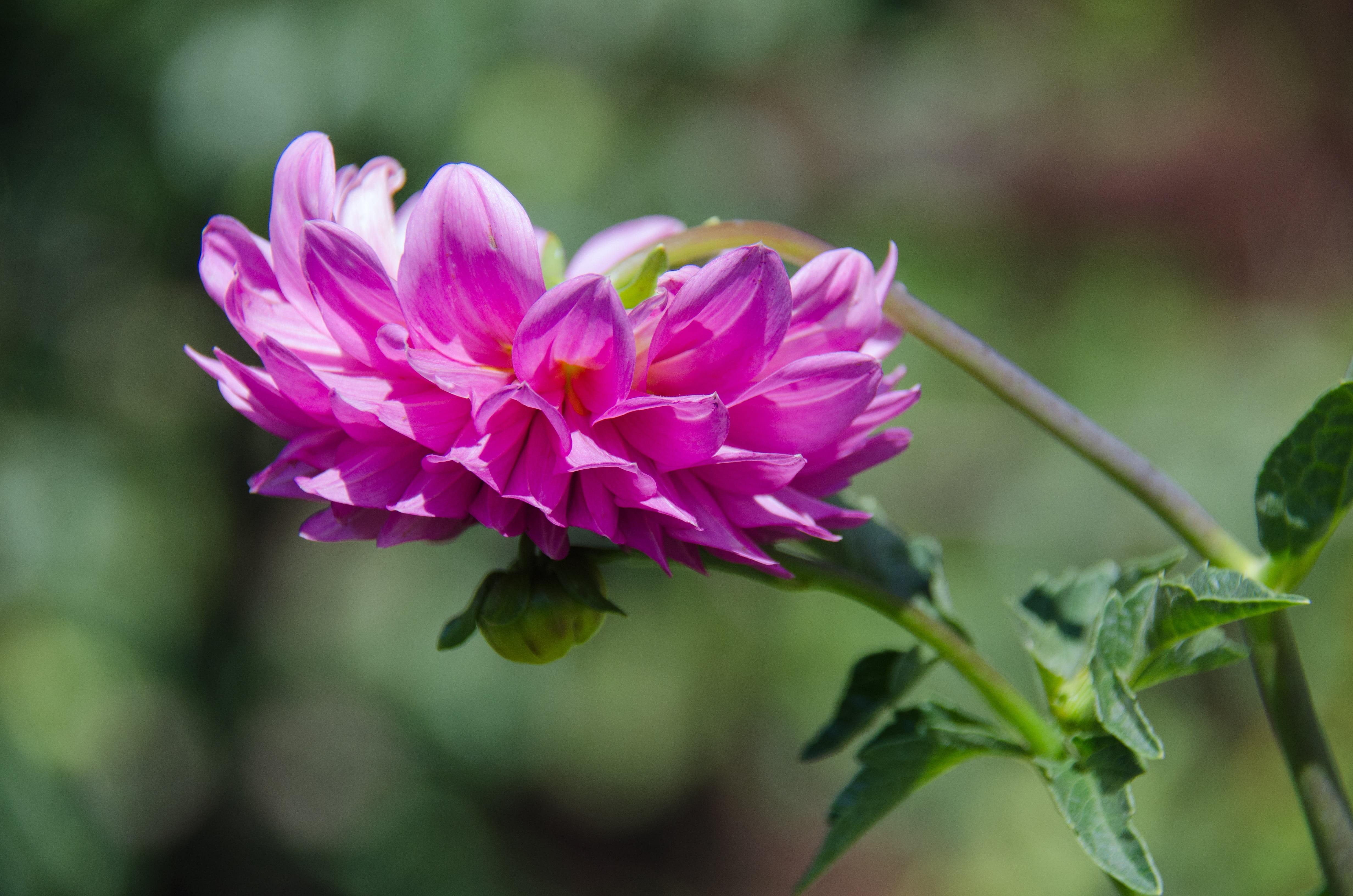 petals, day, krupnyj plan, plant part, dahlia, summer, no people, bud, flowering plant, petal, growth, garden flower, spring, freshness, outdoors, beauty in nature, HD Wallpaper