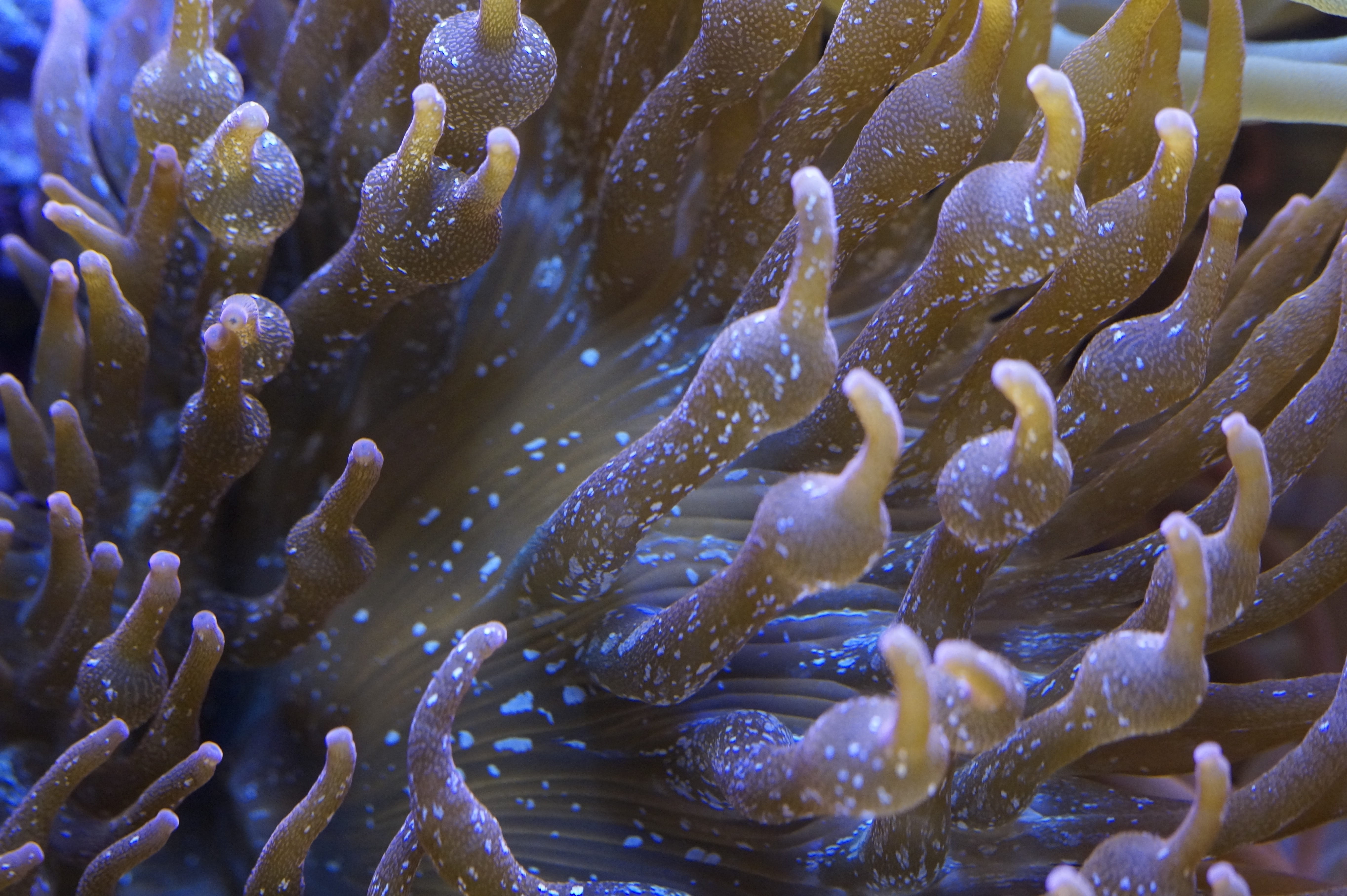 ecosystem, water, no people, Anemone, Sea, animals in the wild, nature, ocean, Sea Animal, backgrounds, invertebrate, close, creature, animal wildlife, HD Wallpaper