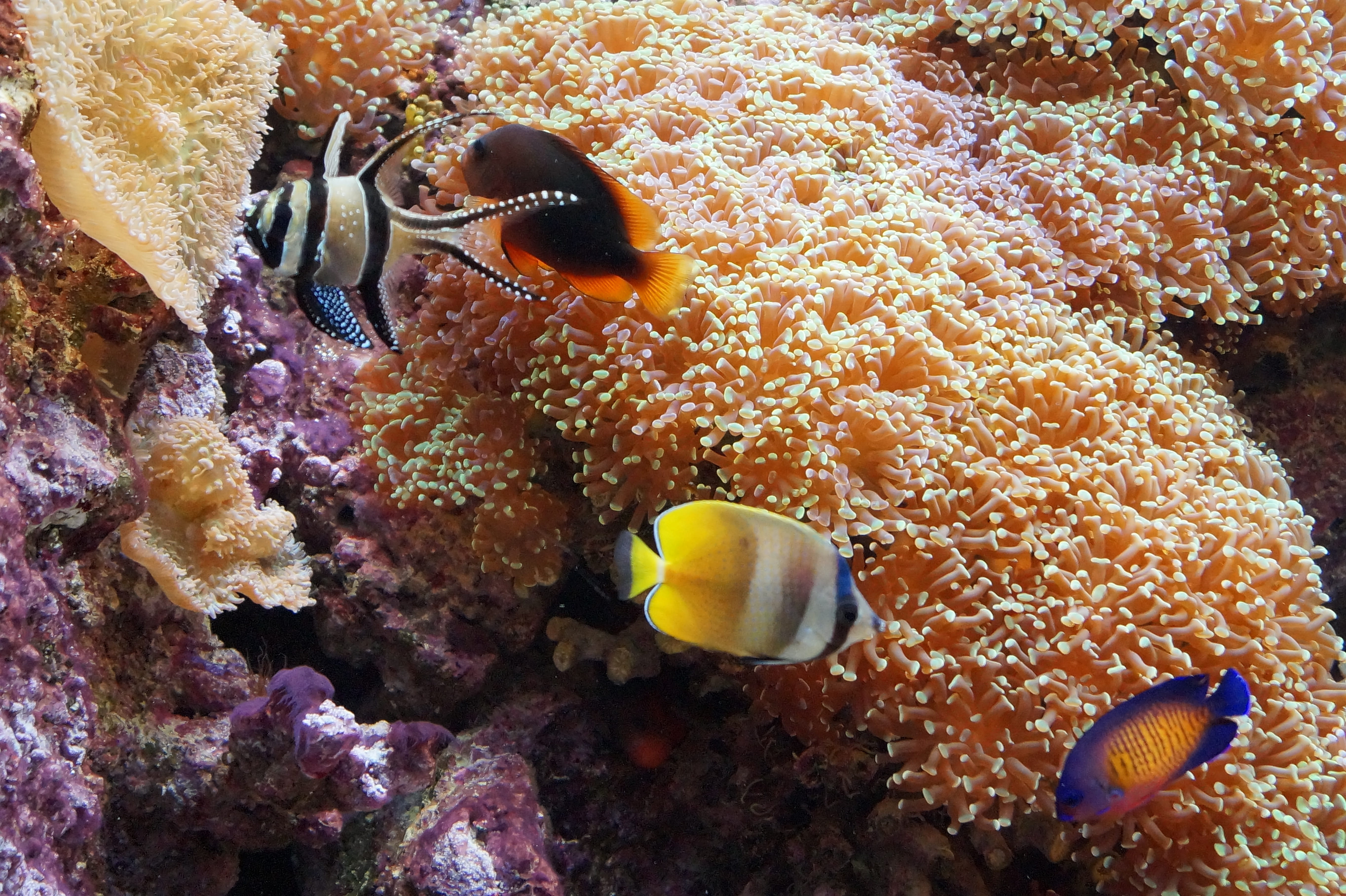 sea, invertebrate, beauty in nature, coral, animals in the wild, animal wildlife, no people, swimming, Aquarium, animal themes, underwater, 5K, marine, HD Wallpaper