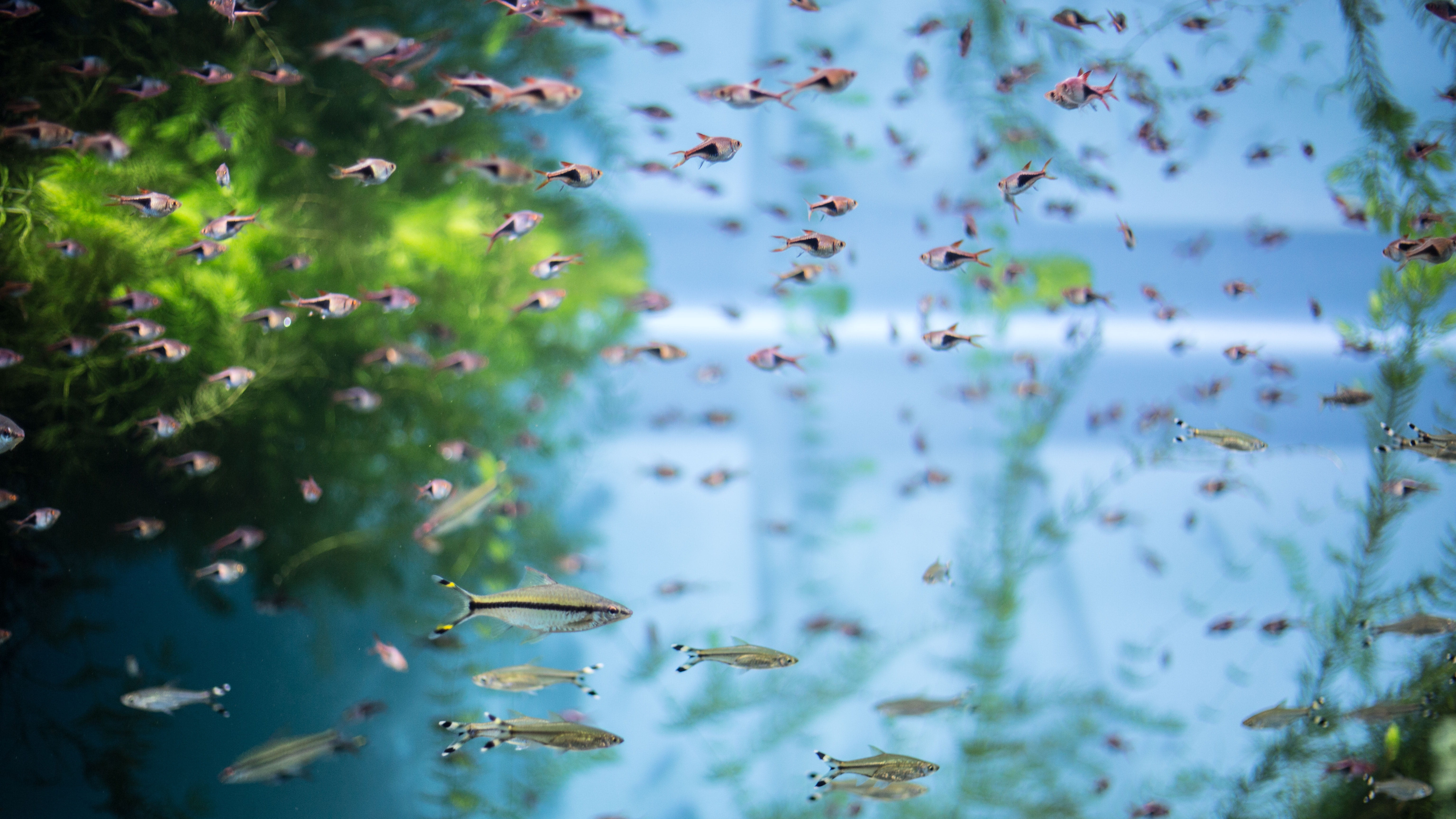 flower, floating, flowering plant, aquarium, lake, plant, springtime, undersea world, water, tree, green, rays, fish, floating on water, tranquility, day, HD Wallpaper