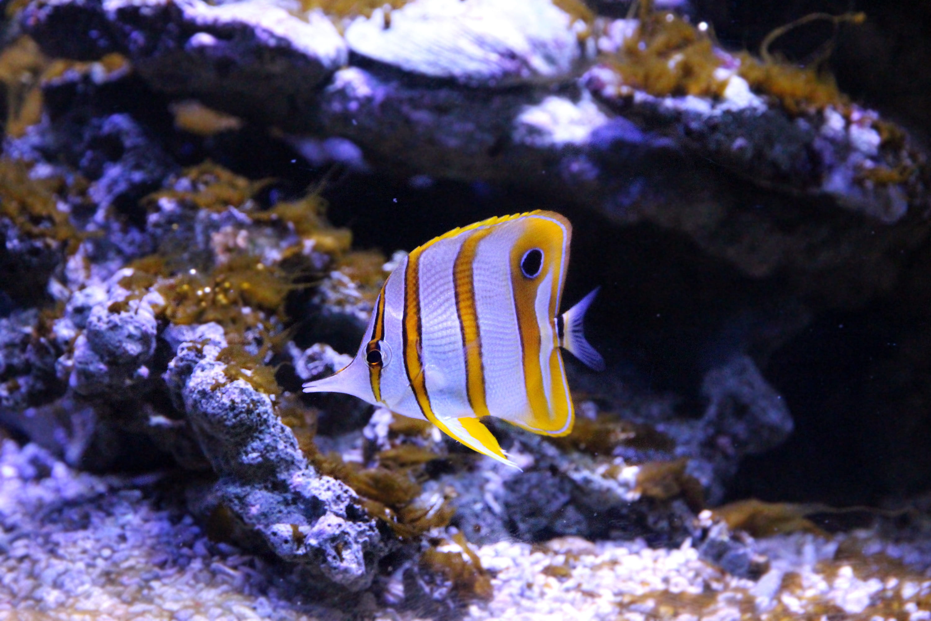 chelmon rostratus, 2K, underwater, saltwater fish, sea life, butterfly fish, tropical fish, animal, animal wildlife, tweezers, reef aquarium, animal themes, HD Wallpaper