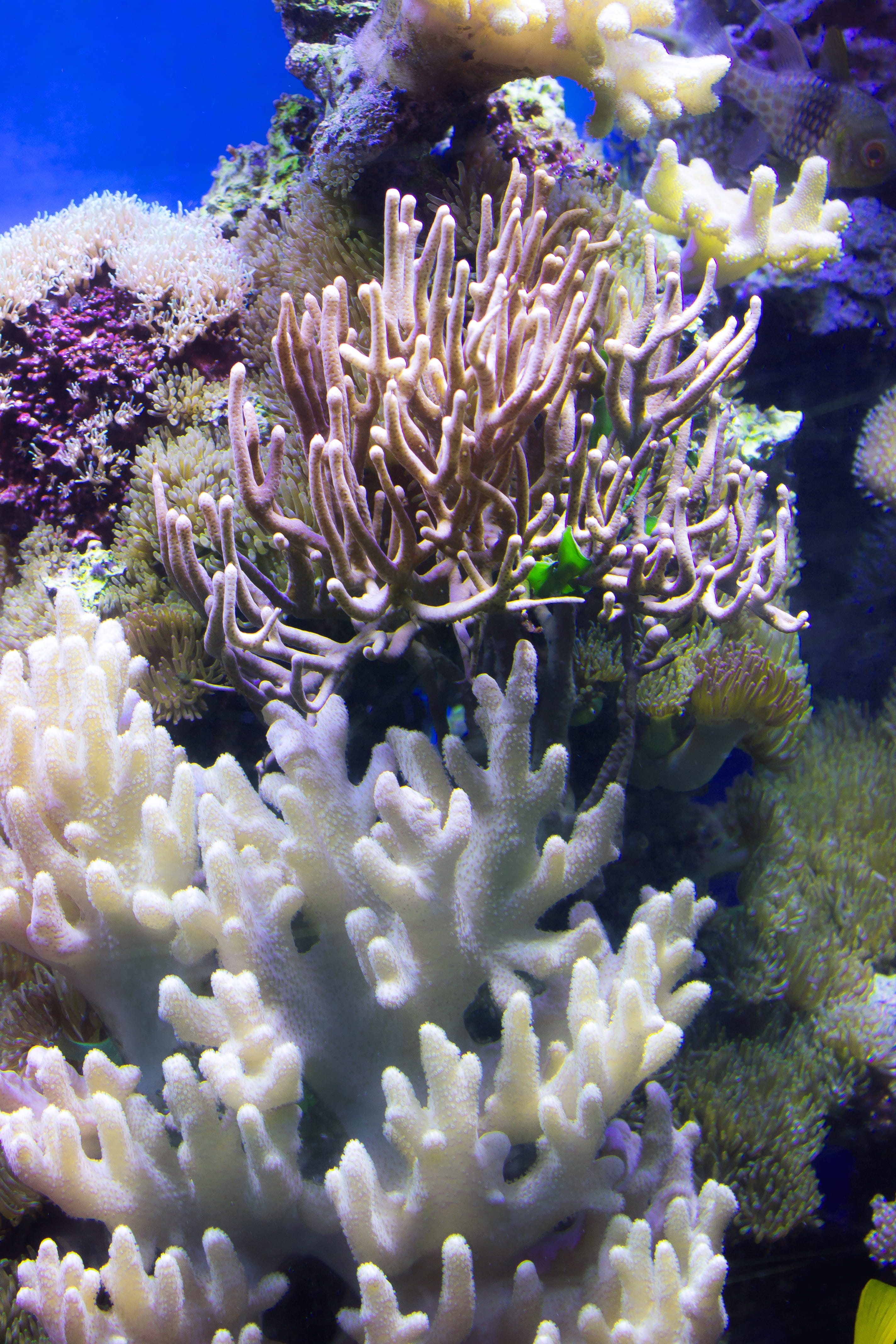 coral reef, Water, invertebrate, marine, ecosystem, purple, Stones, blue, animal wildlife, underwater world, color, mollusk, sea, no people, exotic, close-up, Phone HD Wallpaper