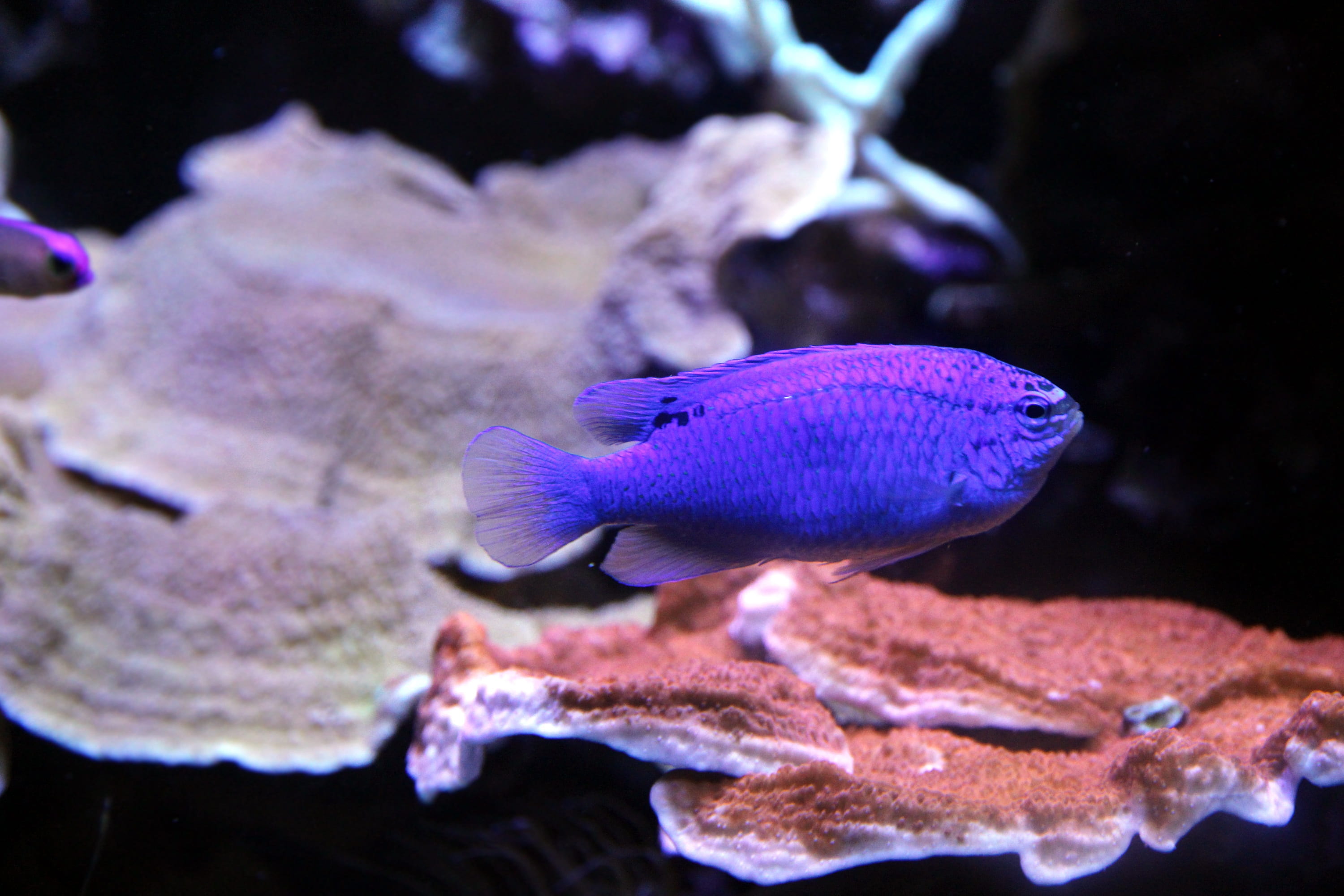 aquarium, blue demoiselle, purple, undersea, animals in captivity, reef, 2K, animals in the wild, one animal, water, animal themes, nature, swimming, marine, HD Wallpaper