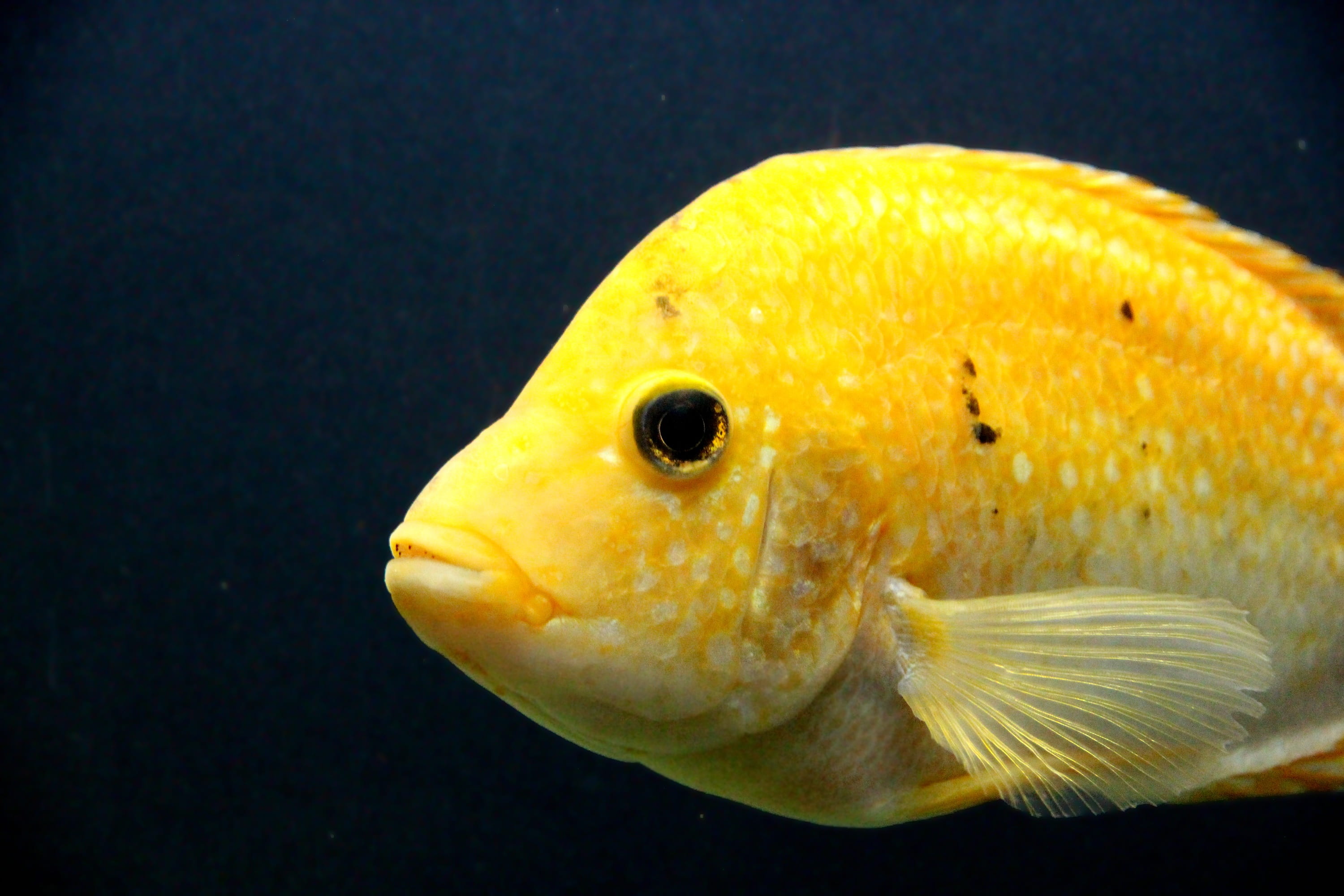 marine, animals in the wild, closeup, sea, yellow fish, indoors, animal, undersea, one animal, sea life, saltwater fish, not man, animal themes, blue background, HD Wallpaper