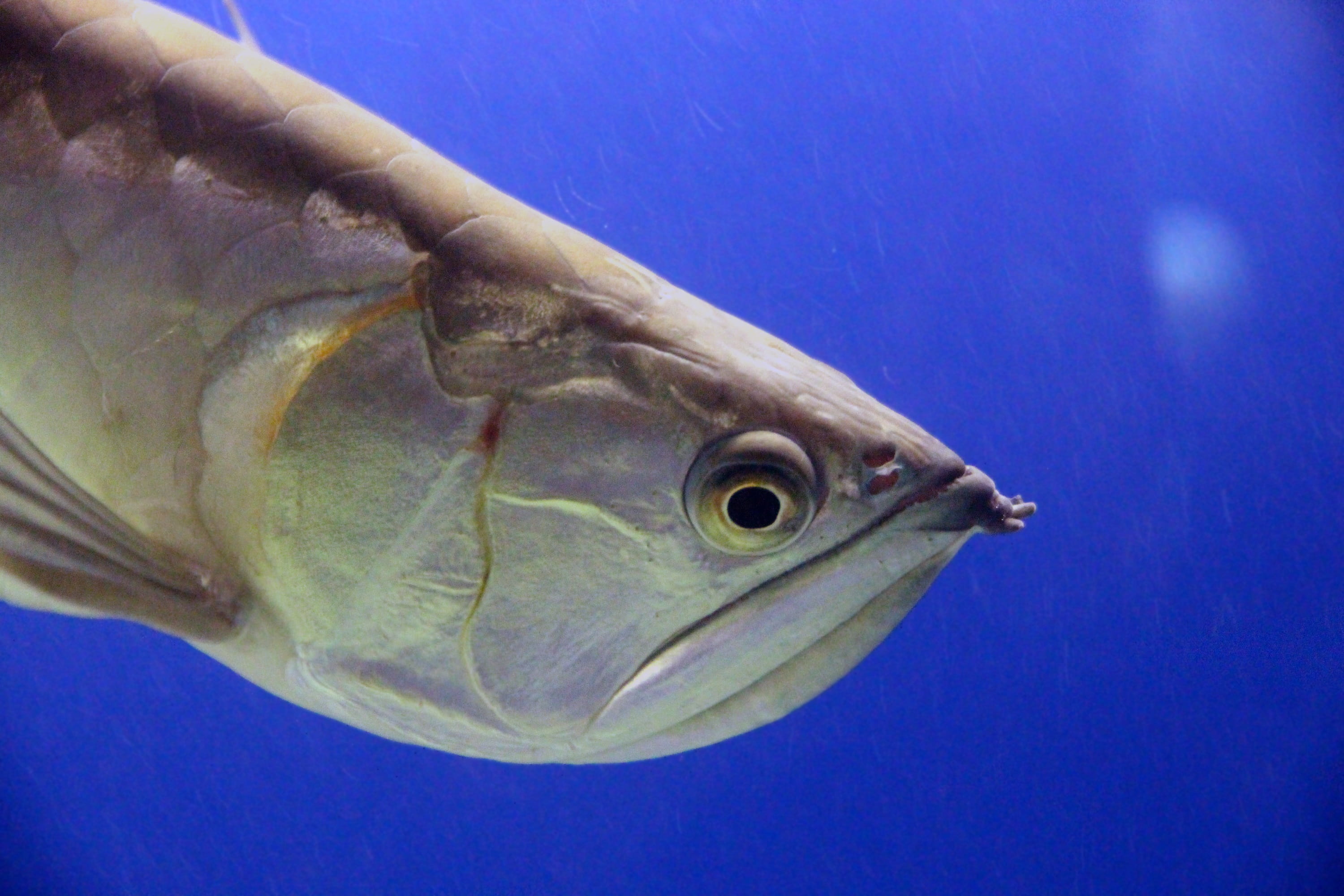 close-up, 2K, arovana, water, aquarium, animal head, animal, animal eye, not man, fauna, vertebrate, aravana, no people, osteoglossum bicirrhosum, fish, HD Wallpaper