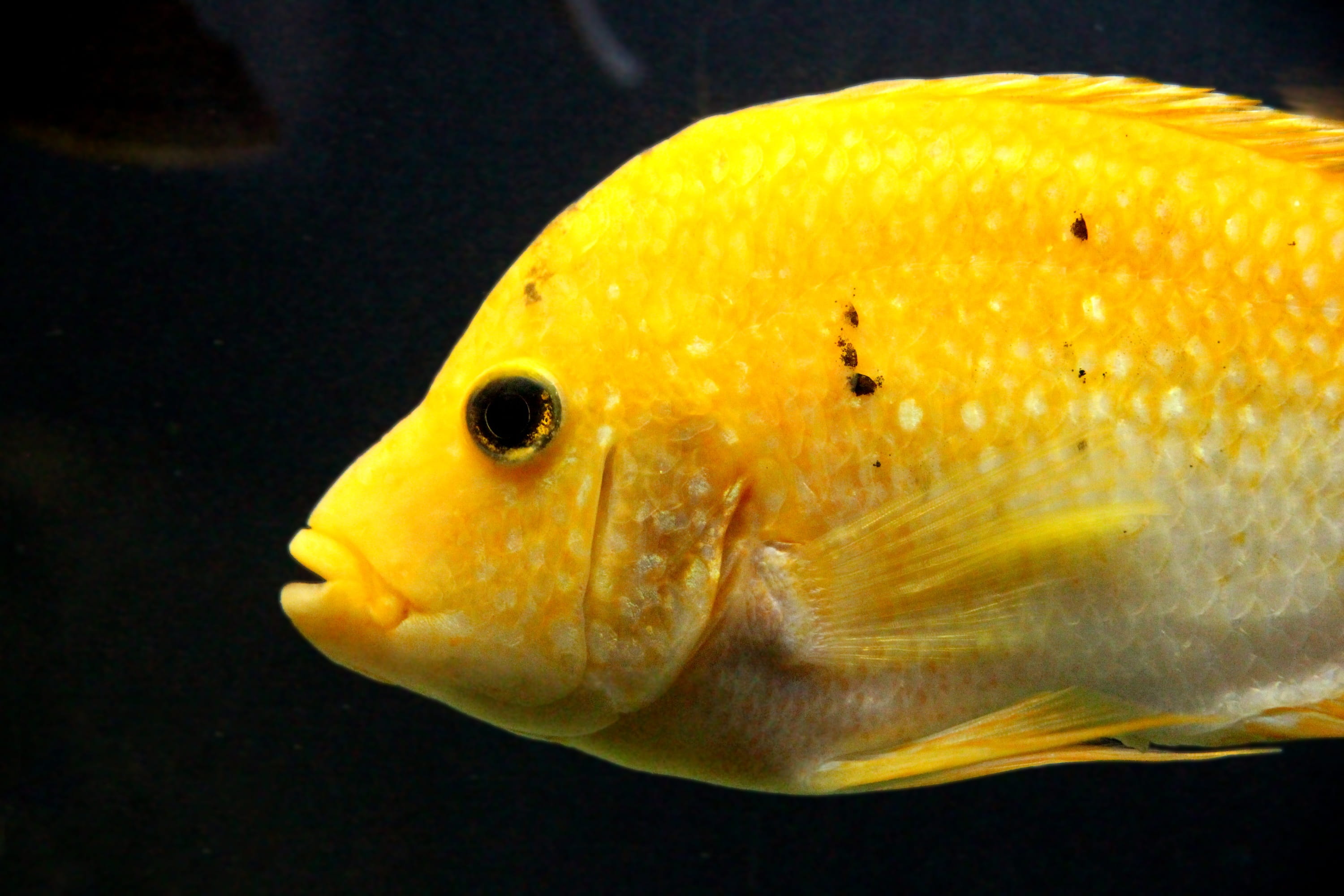 yellow, sea life, dark background, animal eye, no people, profile view, animal, cichlasoma, close-up, amphilophus citrinellus, animals in the wild, undersea world, HD Wallpaper