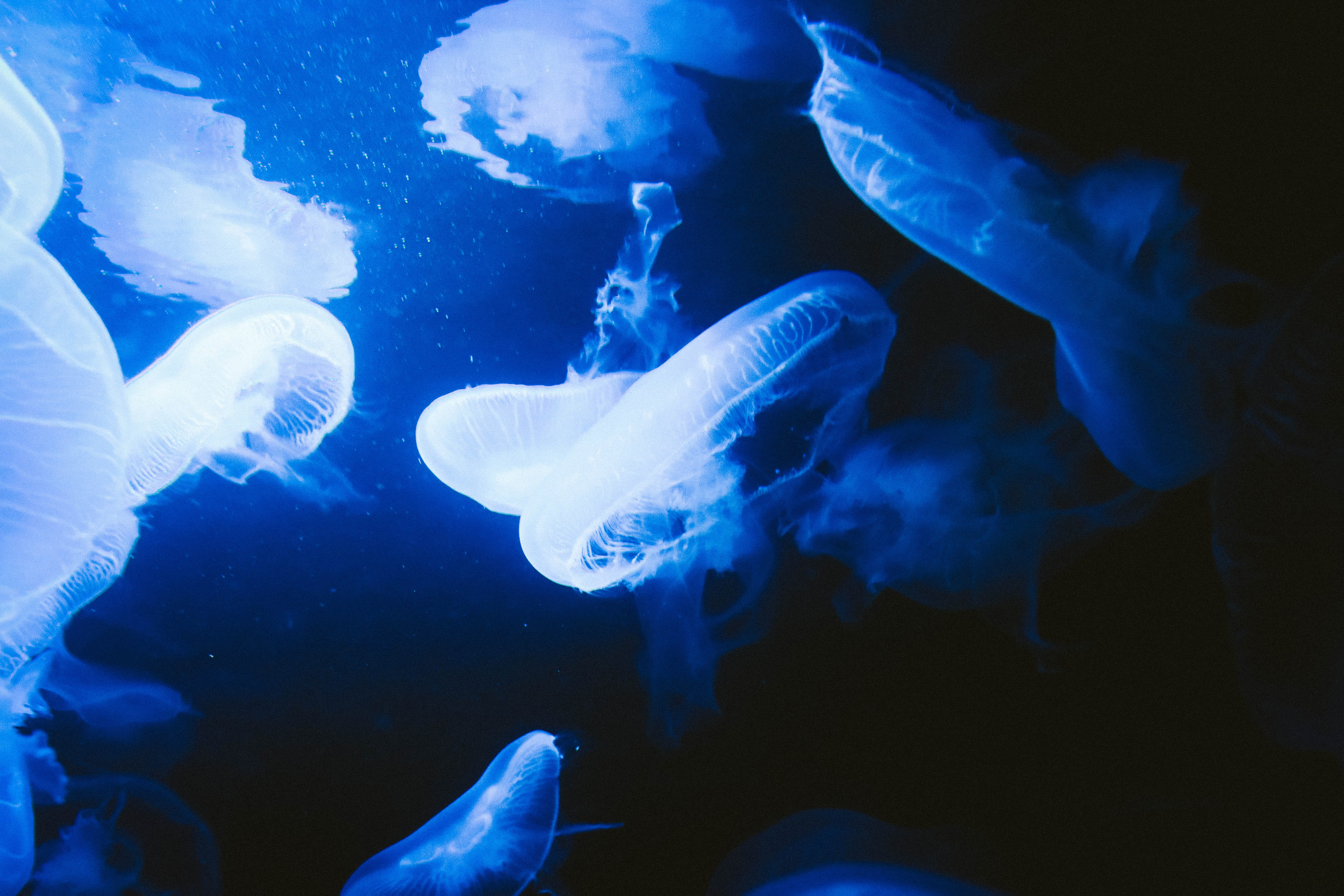 soft, water, luminosity, coral, sea, aquarium, reef, underwater, berlin, fish, floating on water, undersea world, aquaria, ocean, no people, animals in the wild, HD Wallpaper